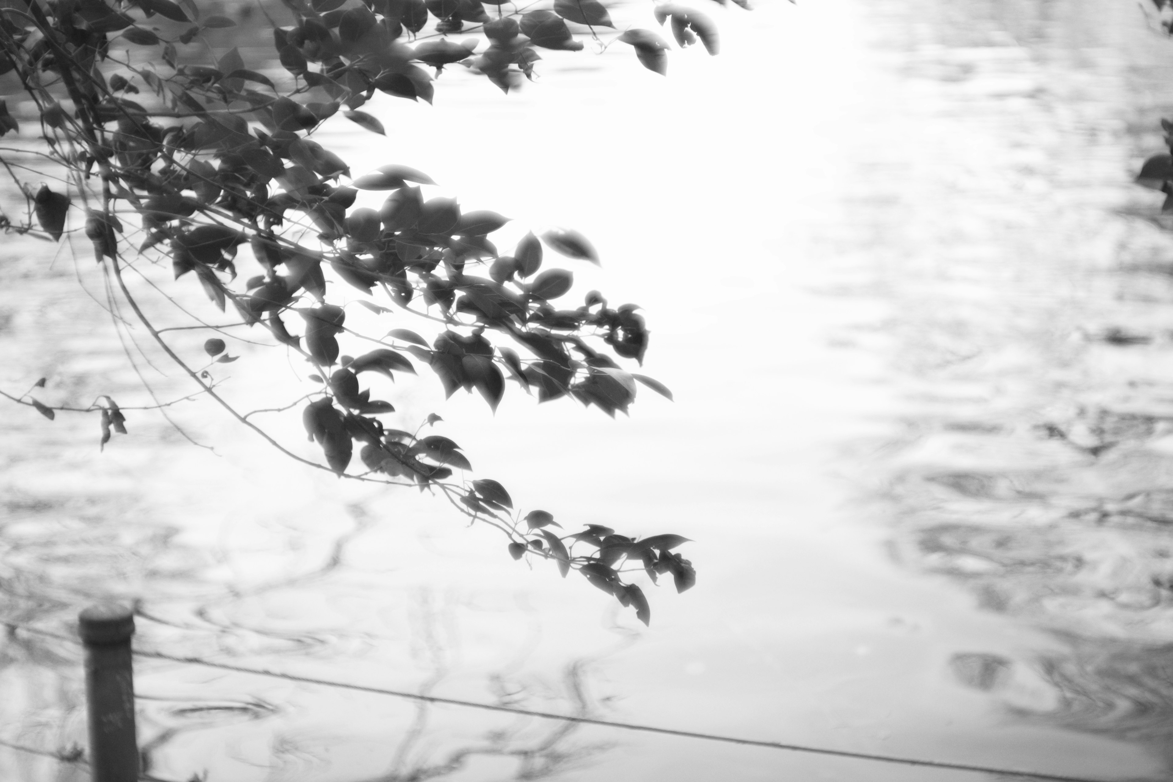 Immagine in bianco e nero con foglie che si riflettono su una superficie d'acqua serena