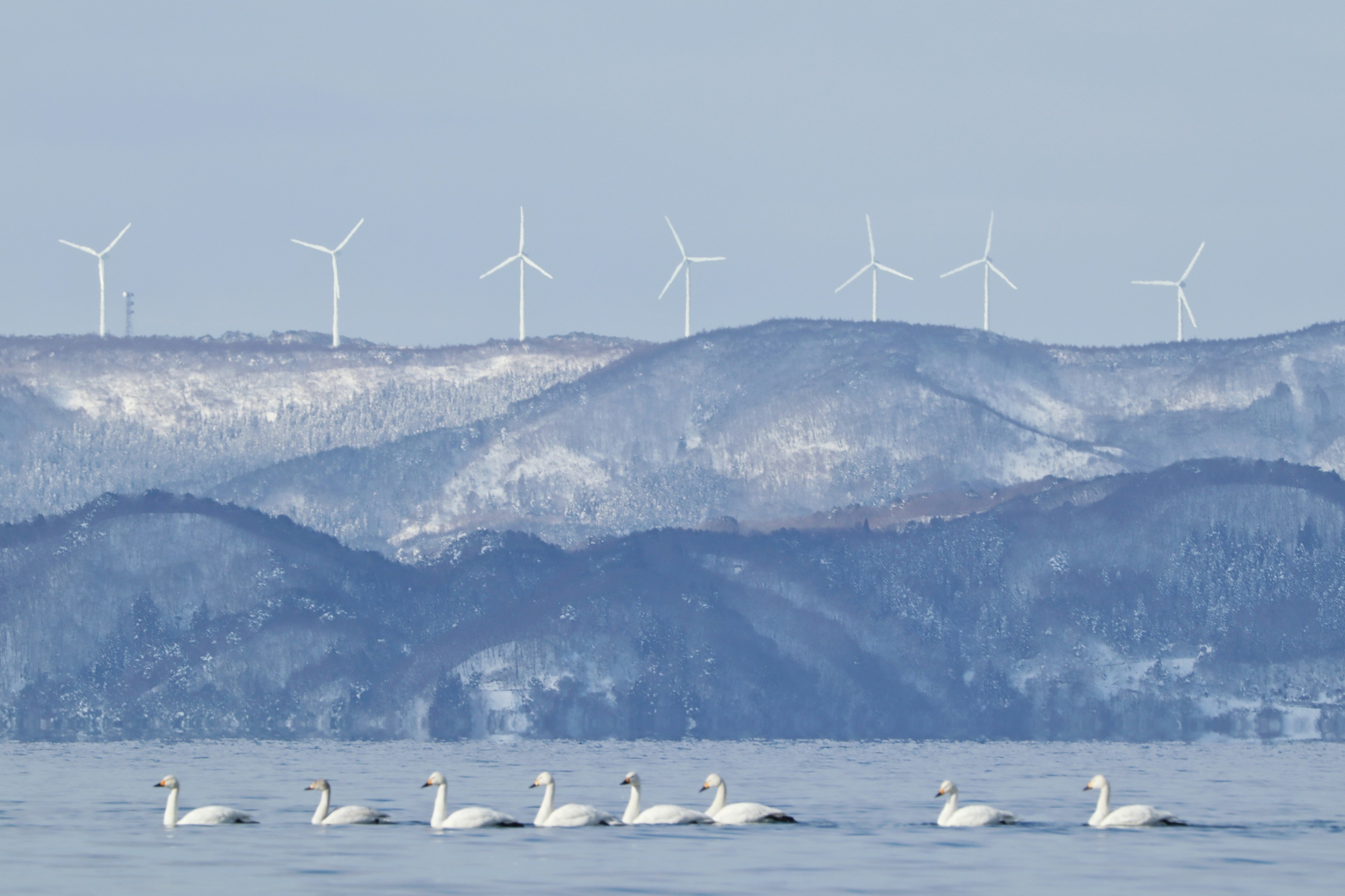 A group of swans swimming in water with snow-covered mountains and wind turbines in the background