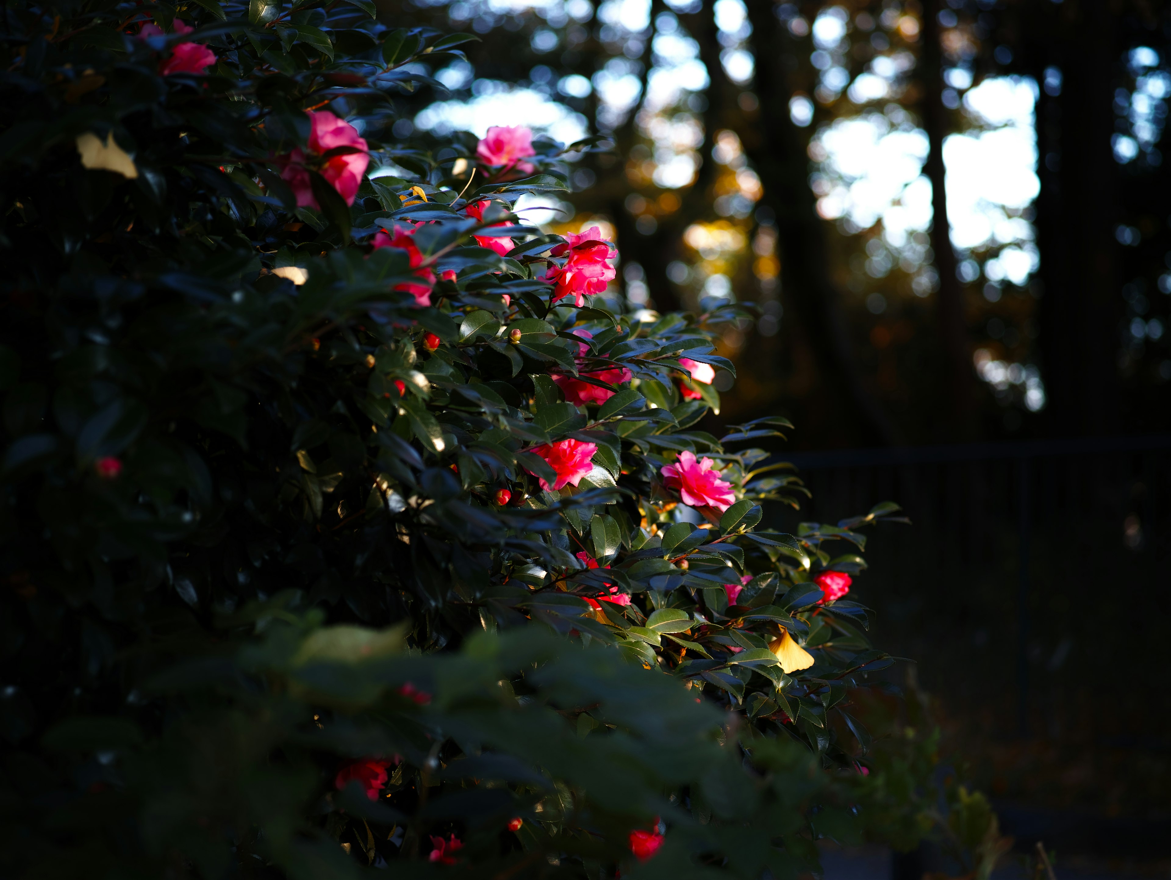 Fleurs roses vives s'épanouissant sur un fond sombre avec des feuilles vertes