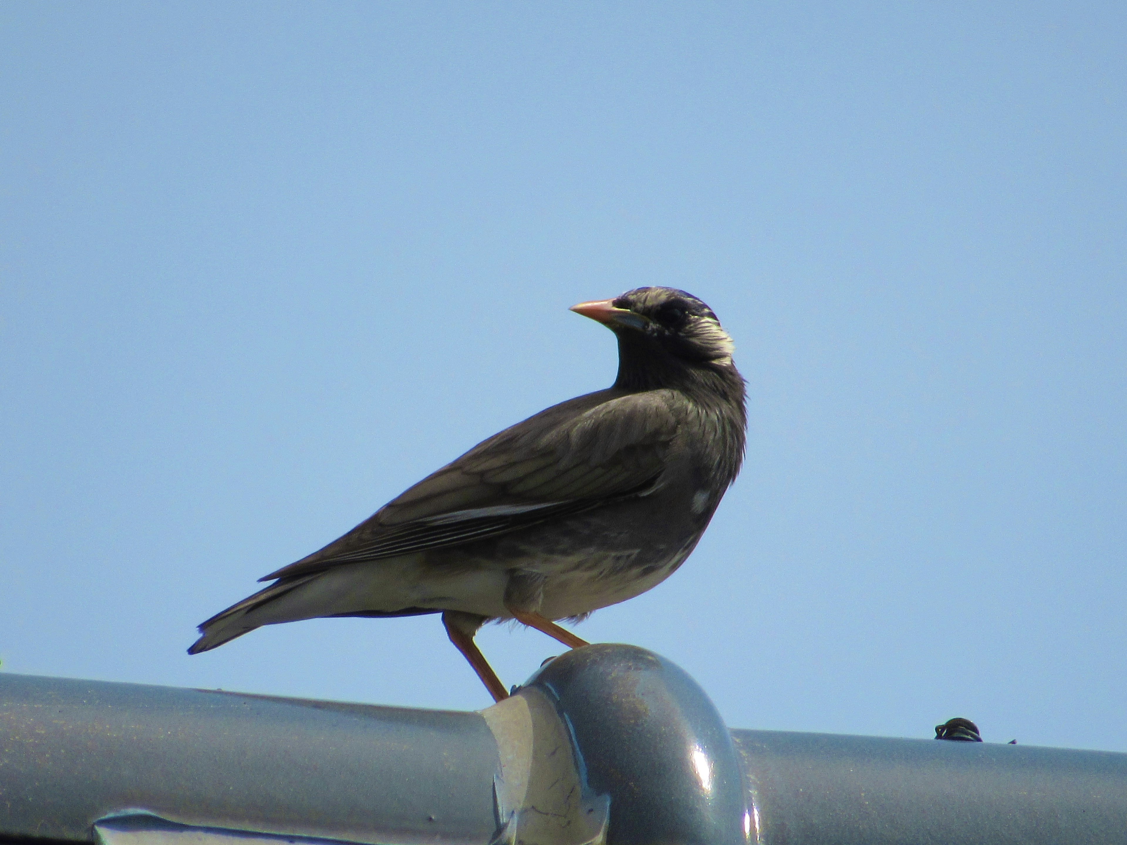 Ein schwarzer Vogel sitzt auf einem Metallpfosten