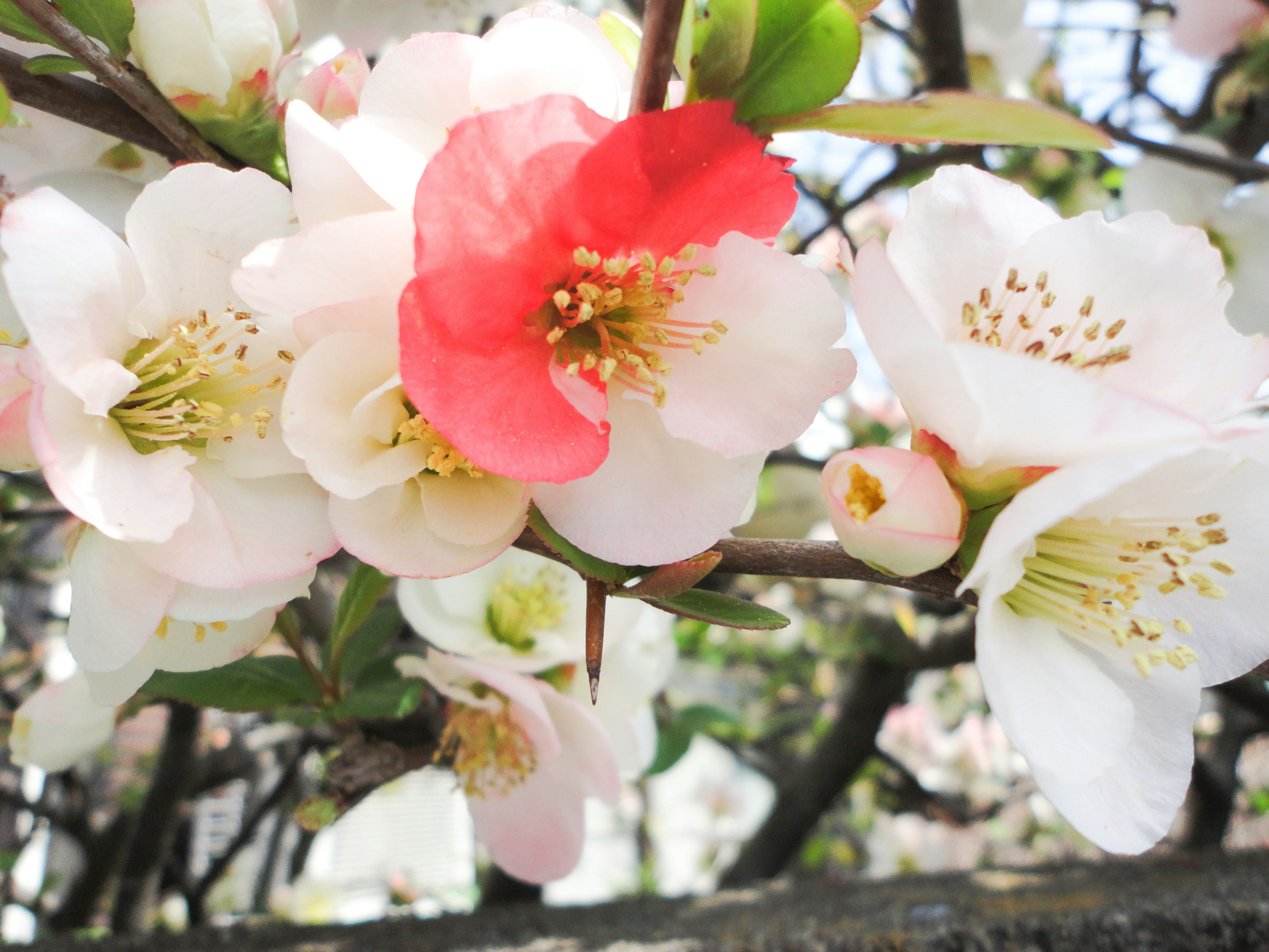 Acercamiento de hermosas flores blancas y rojas floreciendo en una rama