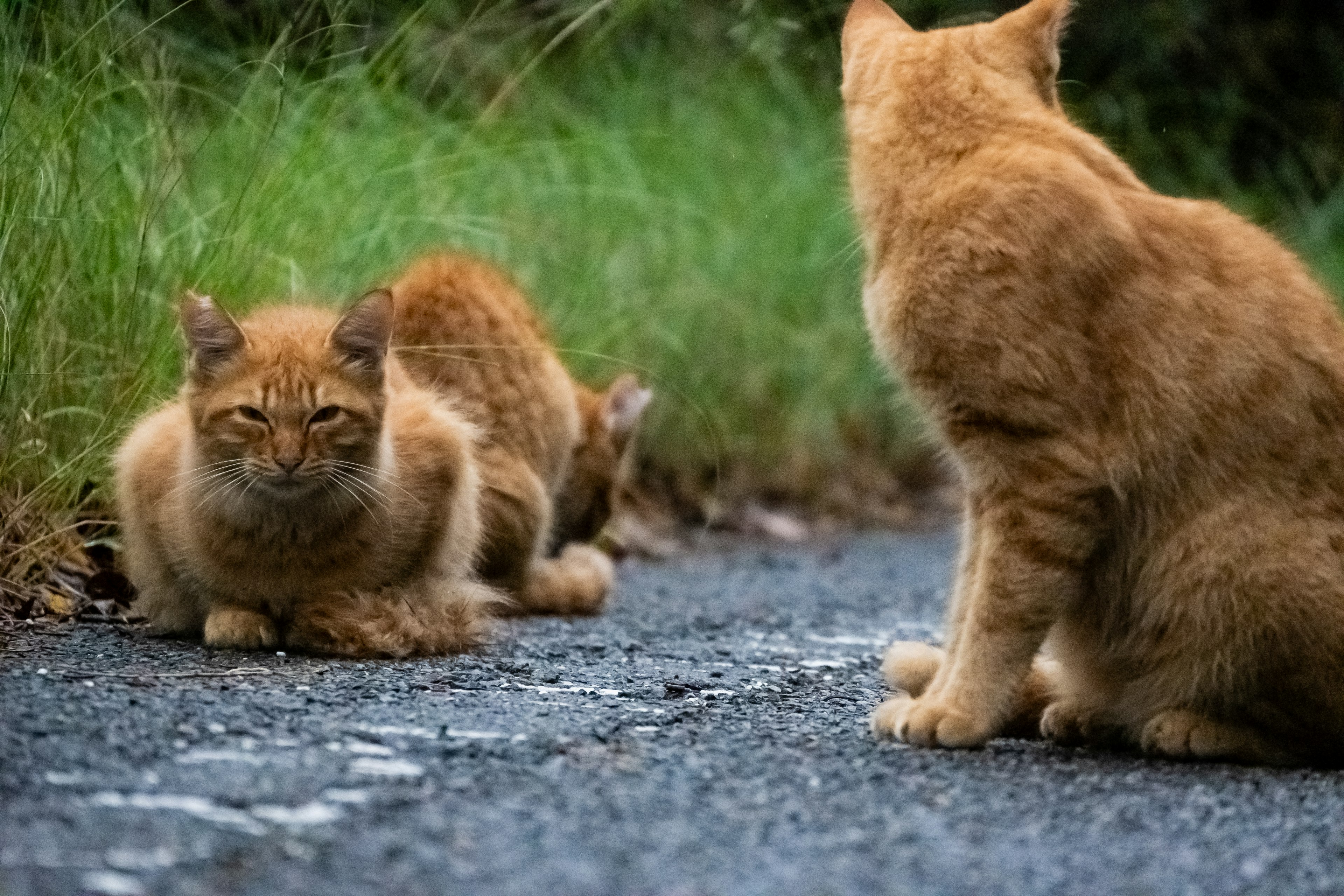 Tres gatos naranjas sentados en una carretera con uno de ellos mirando hacia atrás