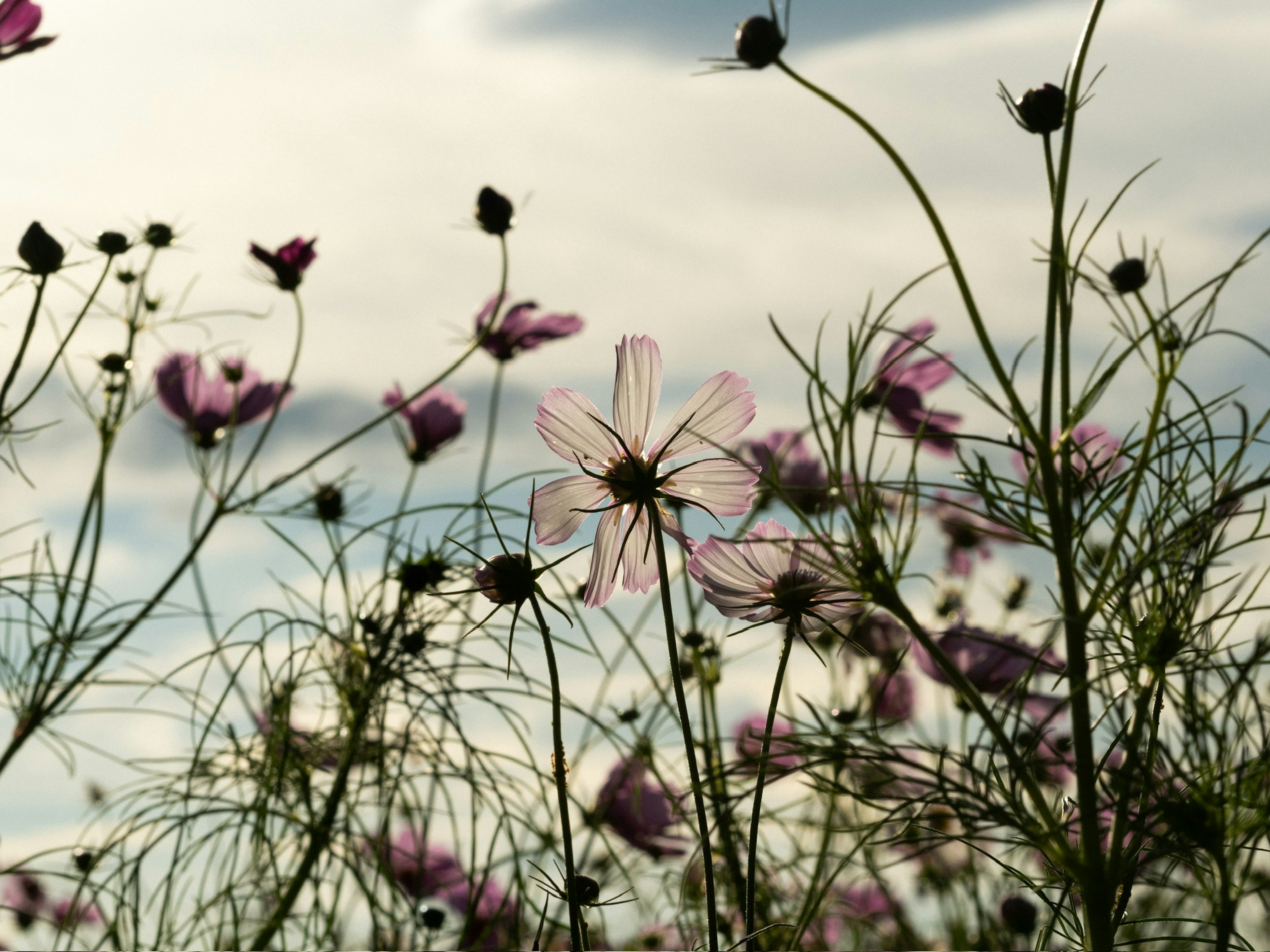 薄明かりの中で咲くコスモスの花々が広がる風景