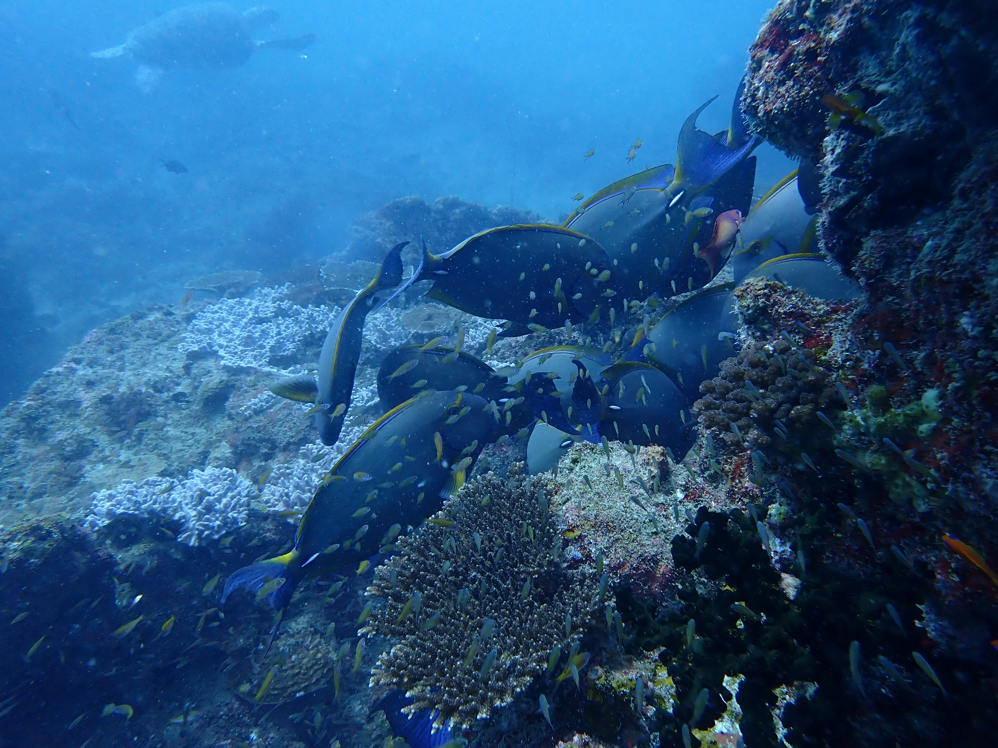 Peces nadando alrededor de rocas en agua azul con arrecifes de coral