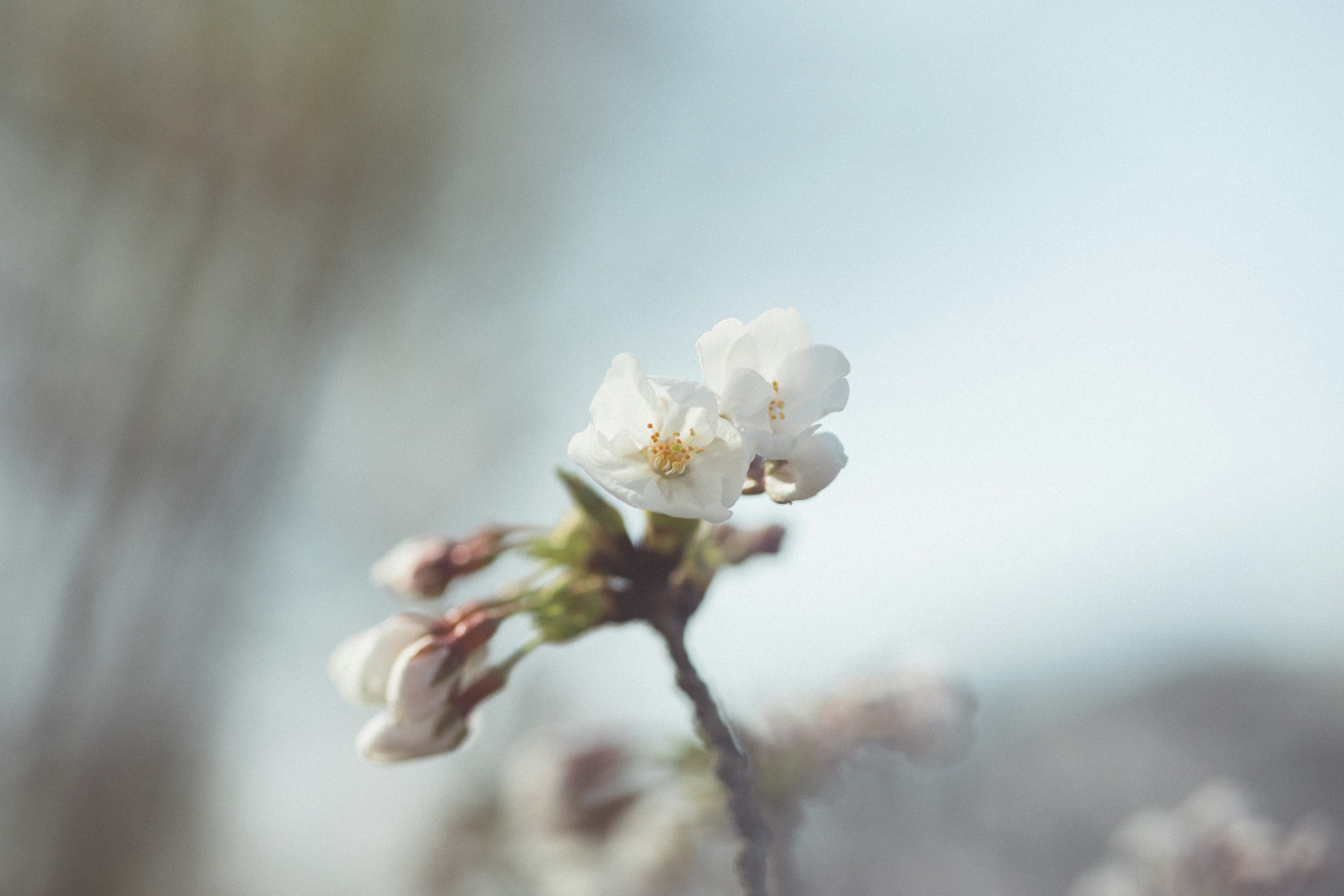 Nahaufnahme von Kirschblüten mit weißen Blütenblättern und Knospen vor einem sanften Hintergrund