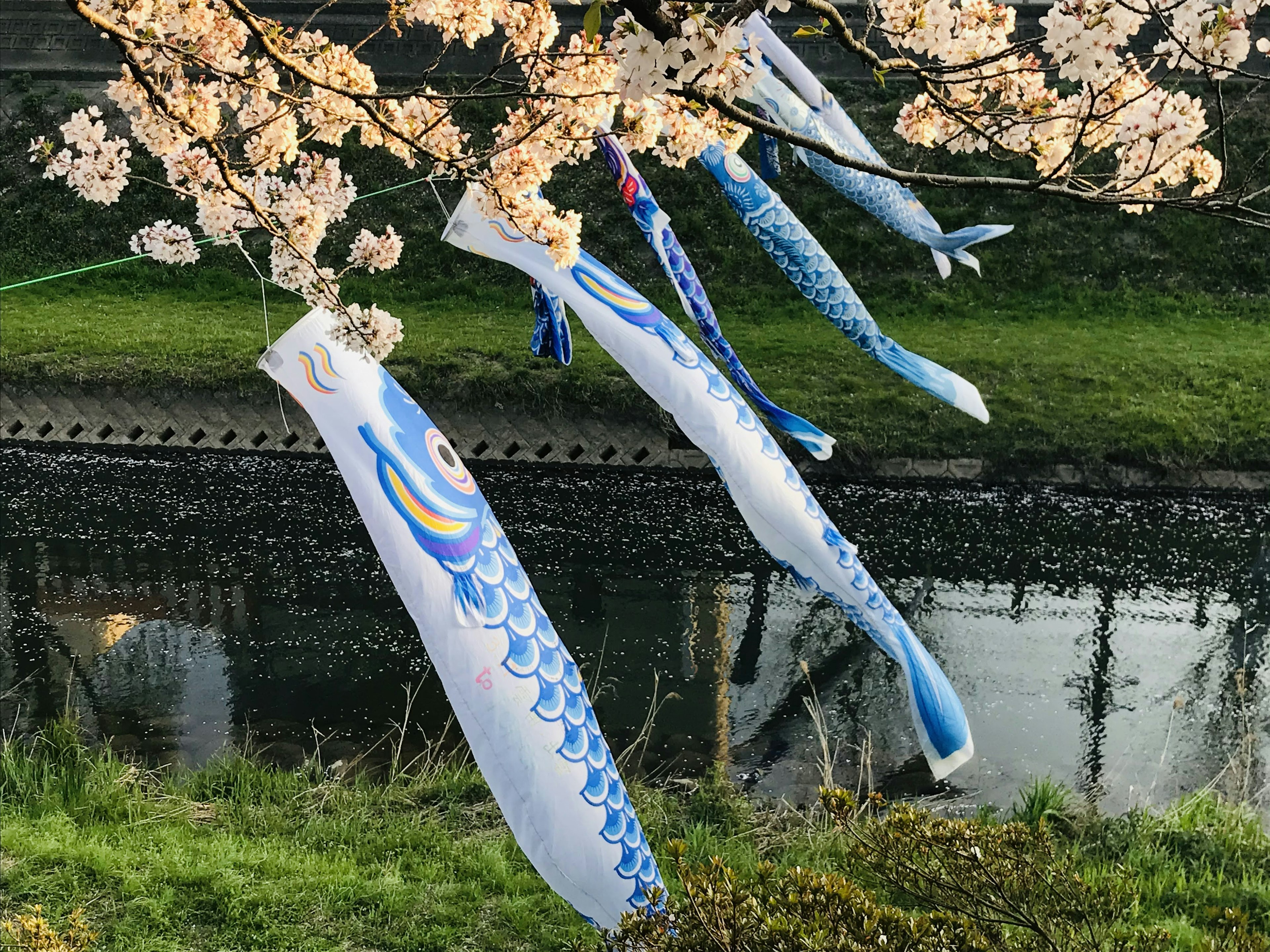 Koi nobori, die an einem Kirschbaum hängen und im Wind schwingen