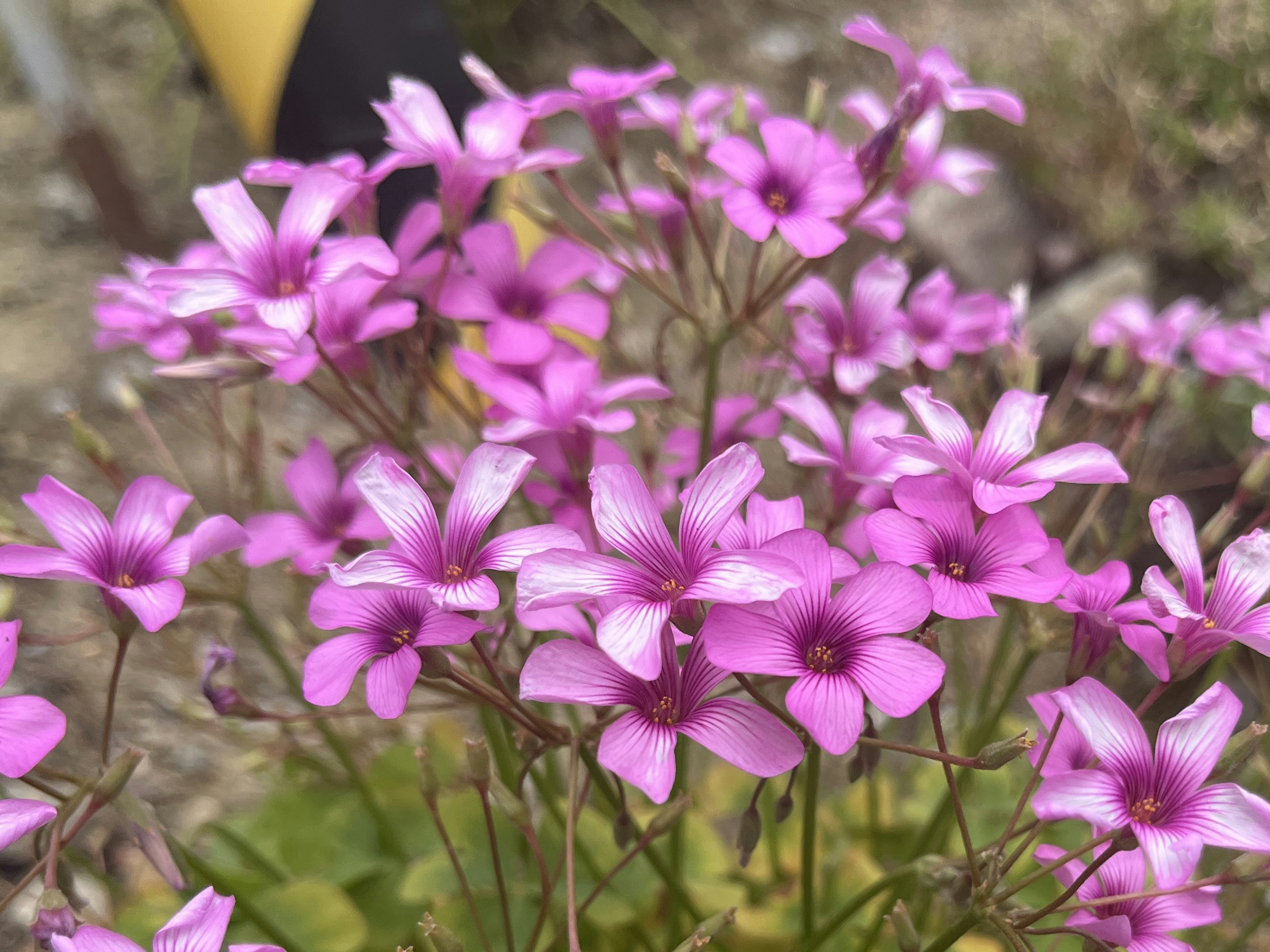 Gros plan de petites fleurs roses en fleur en grappe