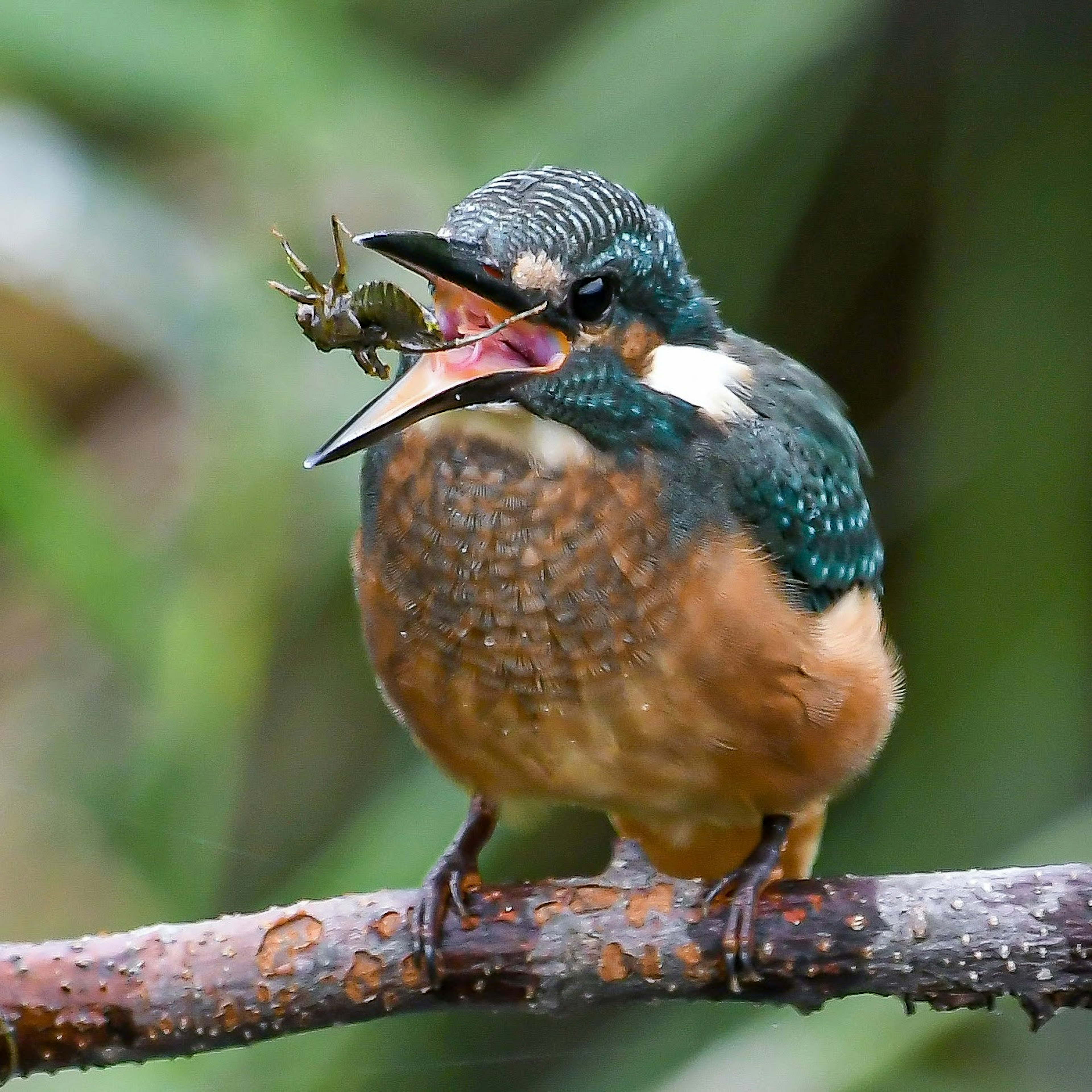 A kingfisher holding an insect in its beak