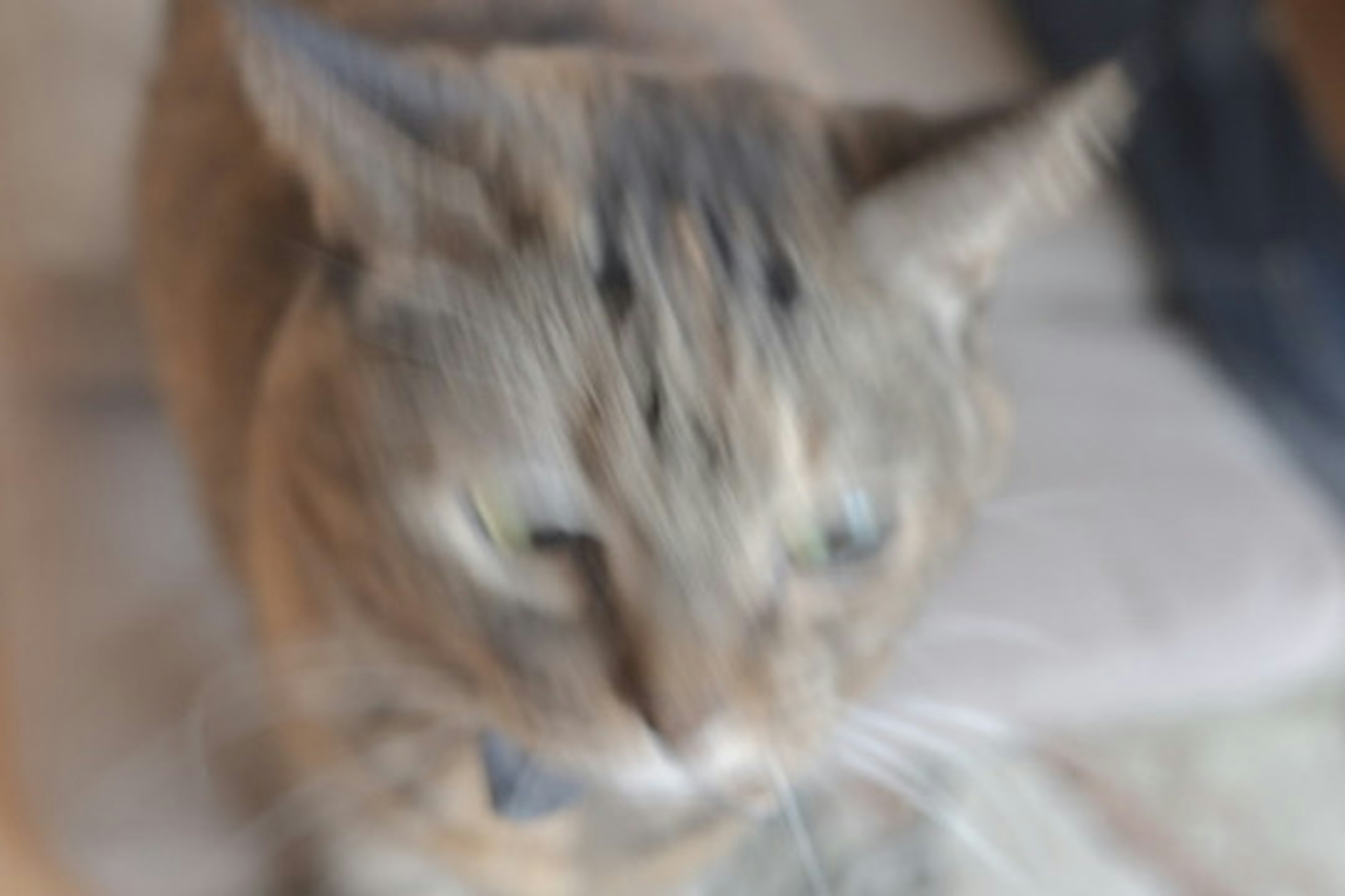 Blurred close-up shot of a cat