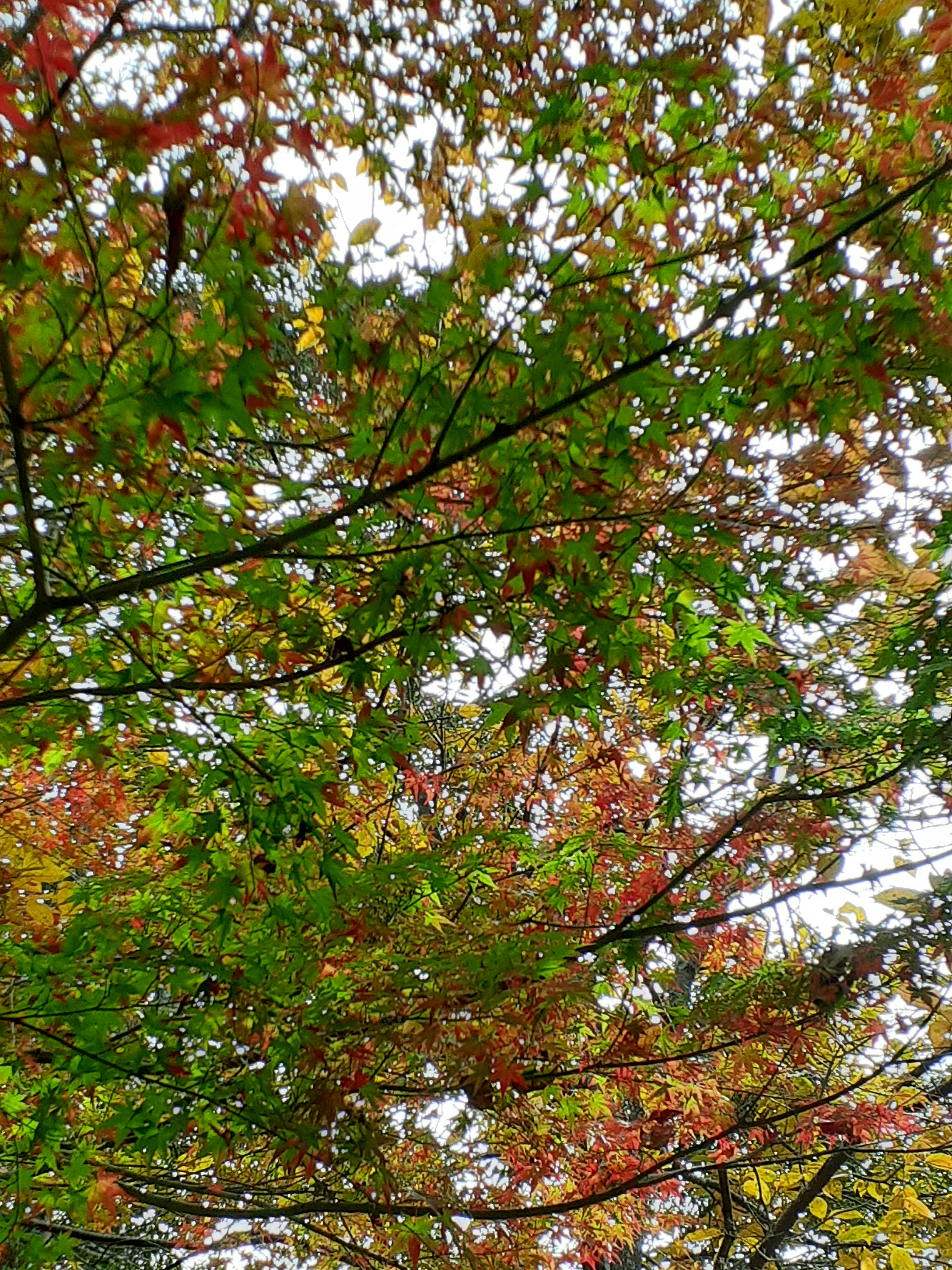 Colorful leaves on tree branches viewed from below