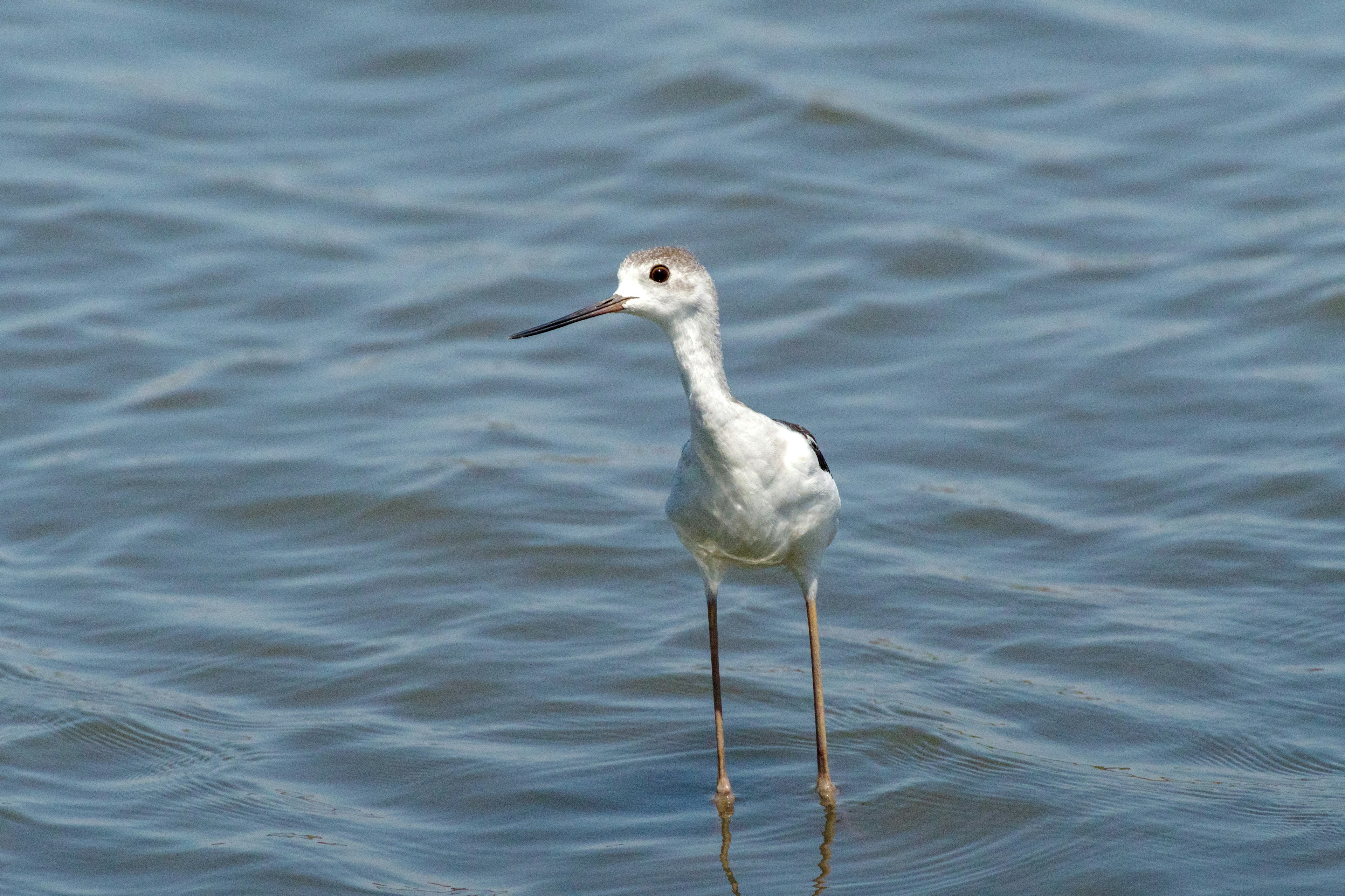 Un ave blanca de pie en agua poco profunda