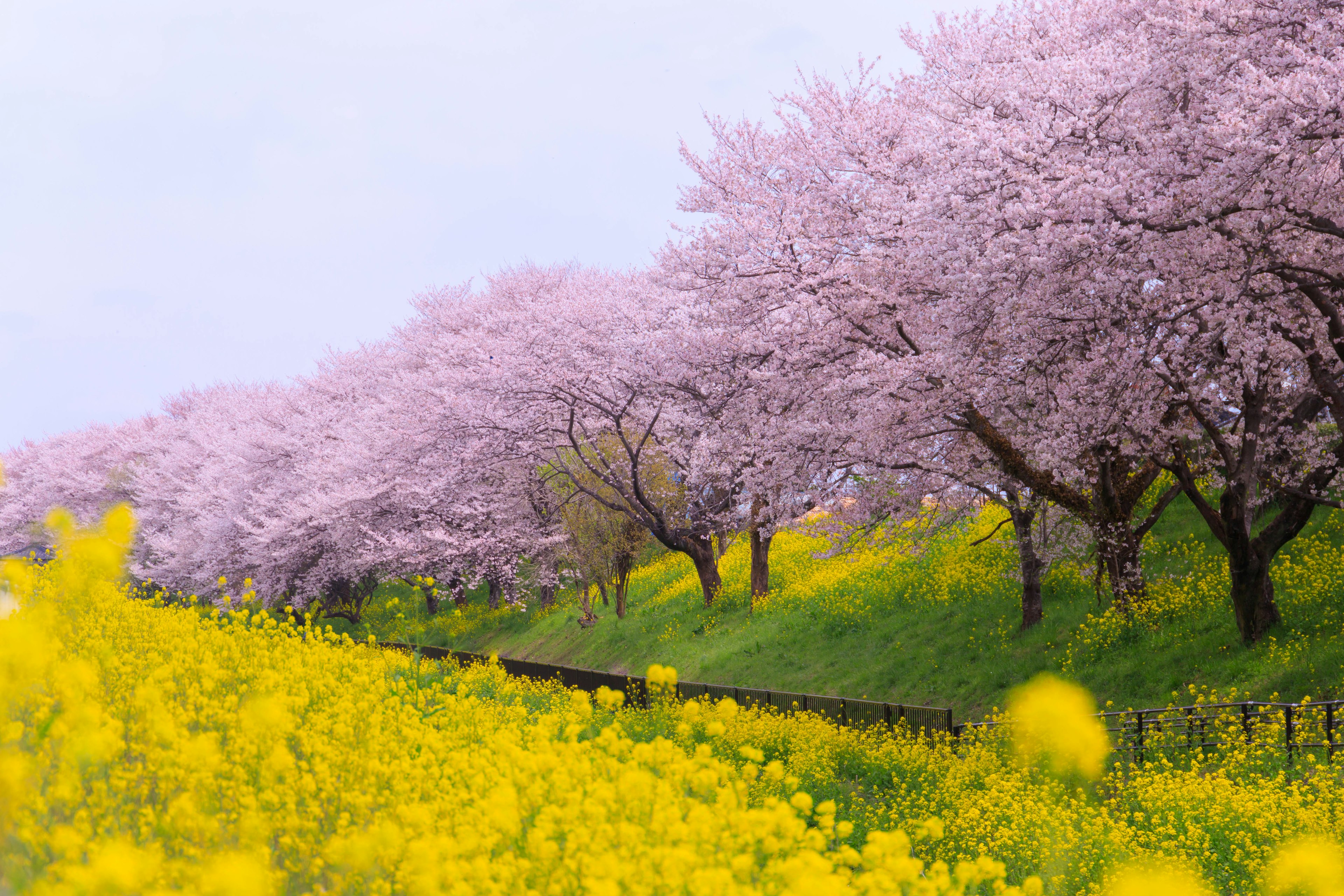 Pemandangan cerah pohon sakura dan bunga canola