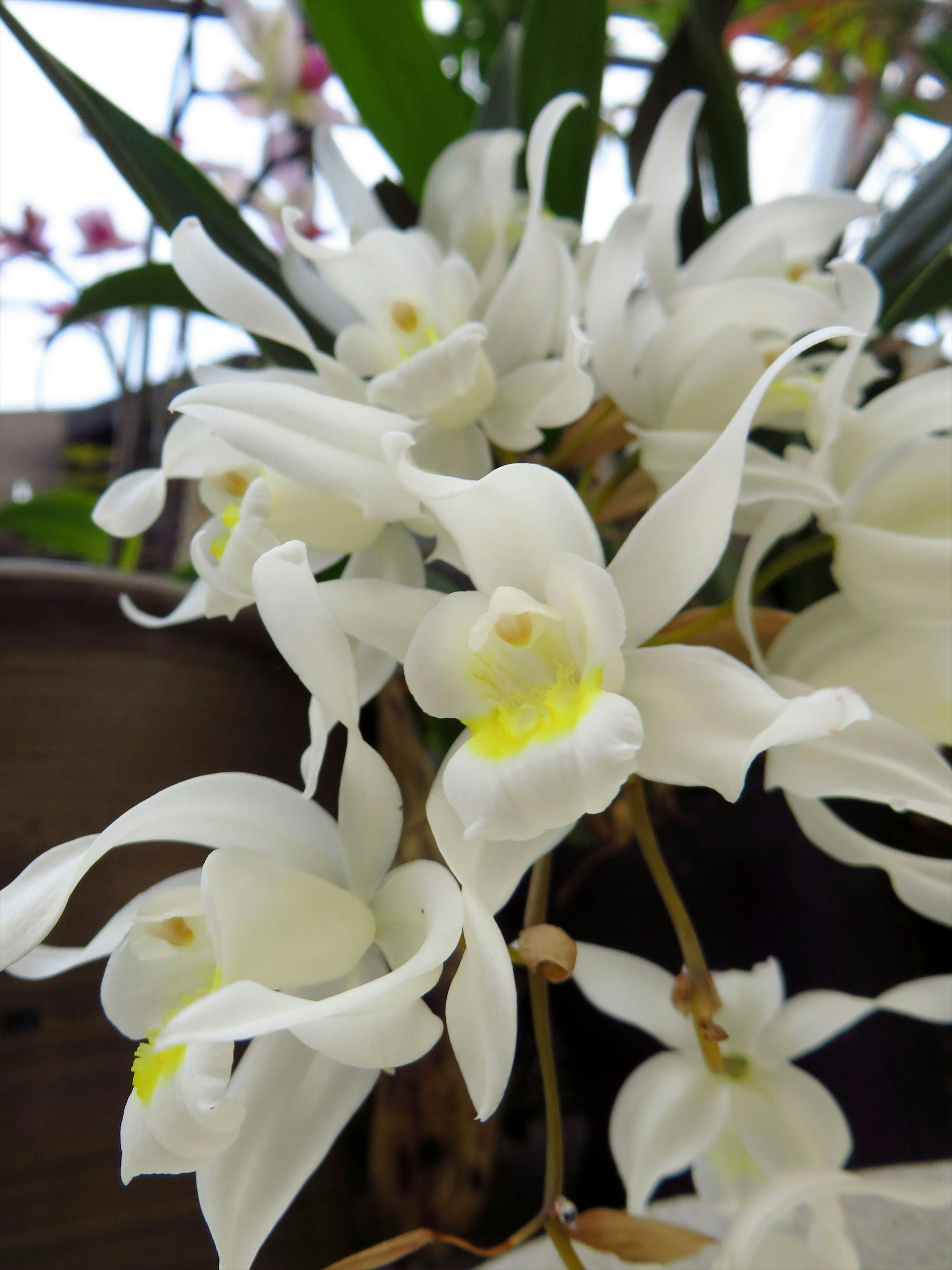 Racimo de orquídeas Dendrobium blancas con acentos amarillos