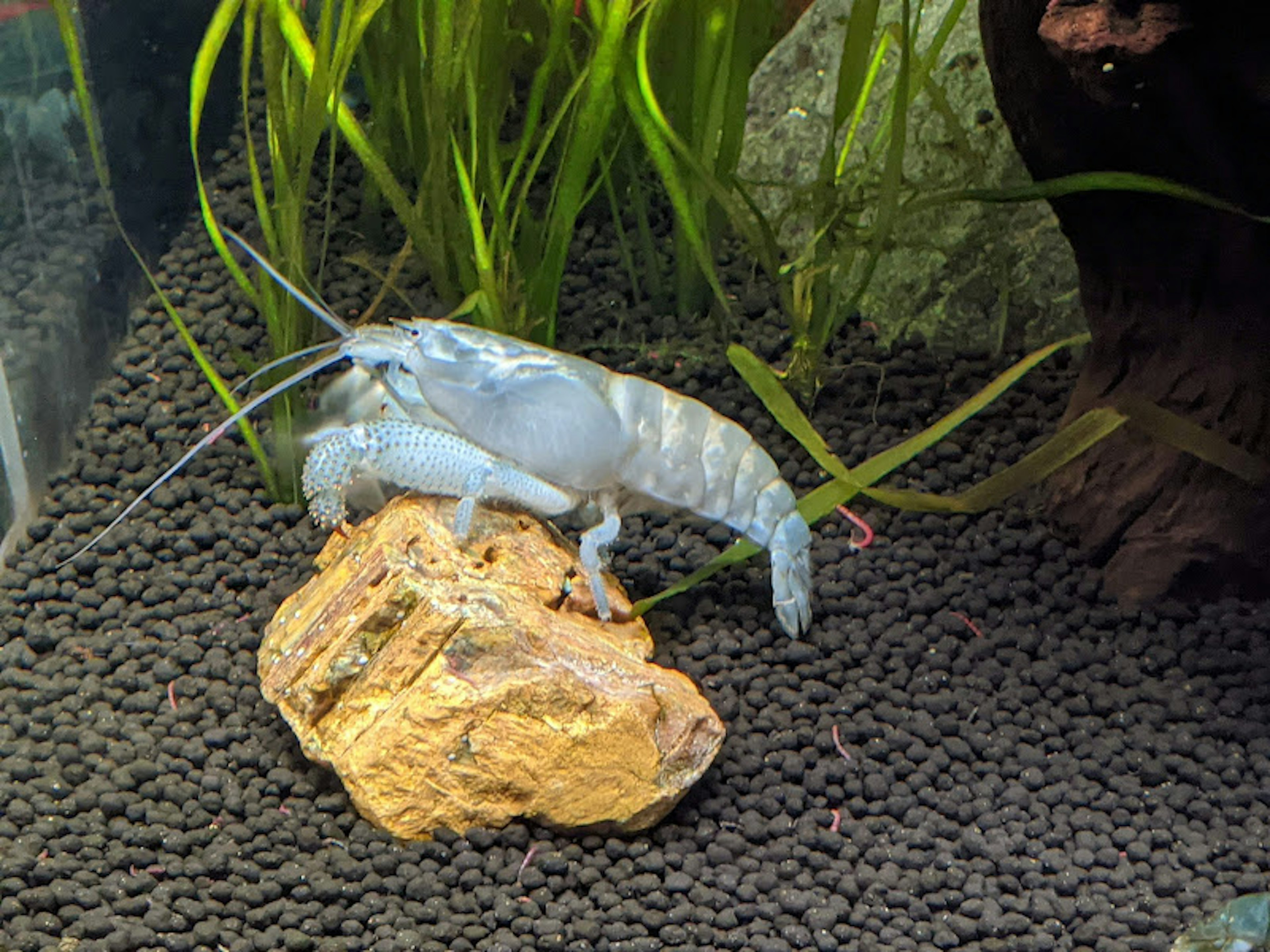 Un gambero bianco su una roccia in un acquario