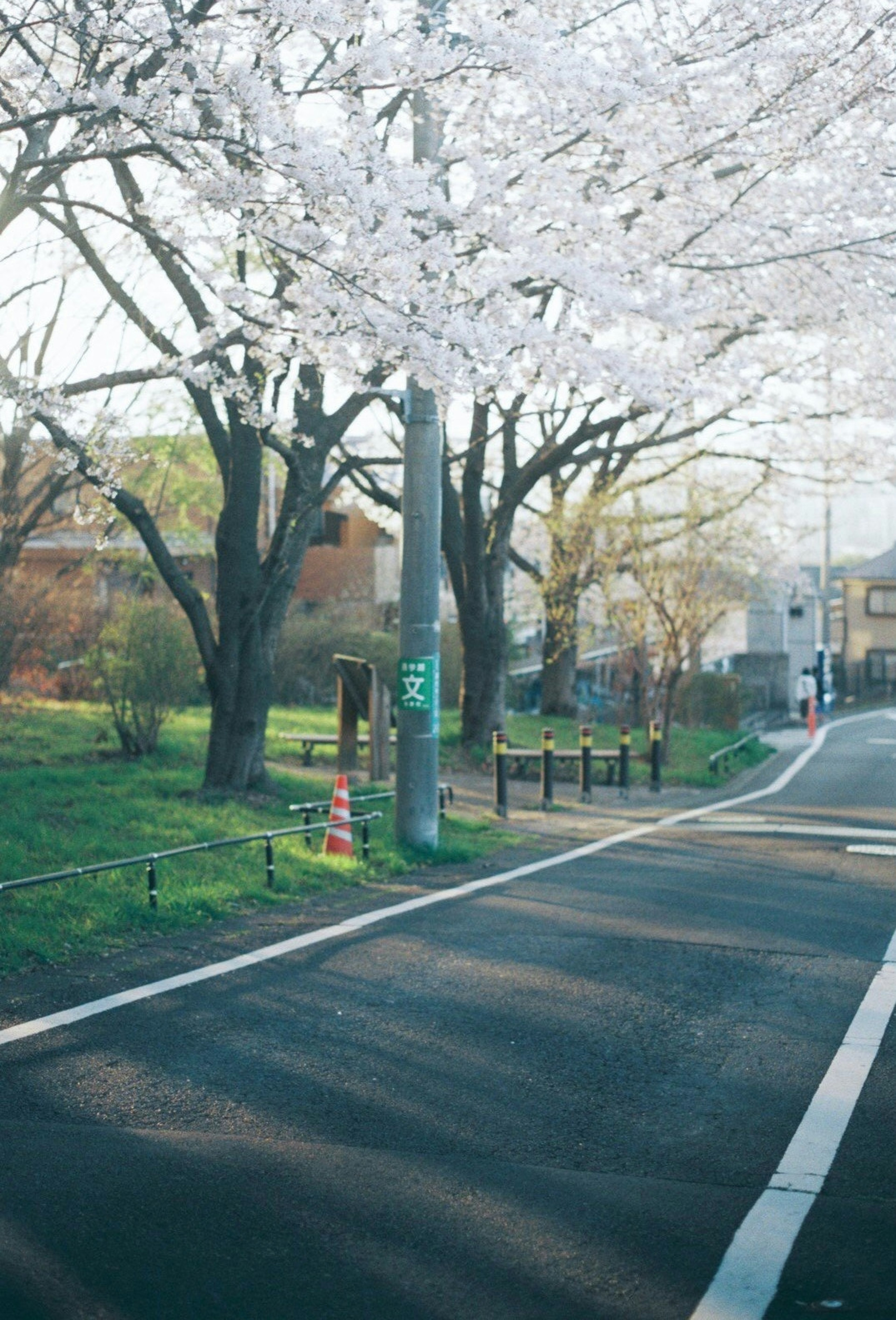 桜の木が並ぶ静かな通りと緑の公園