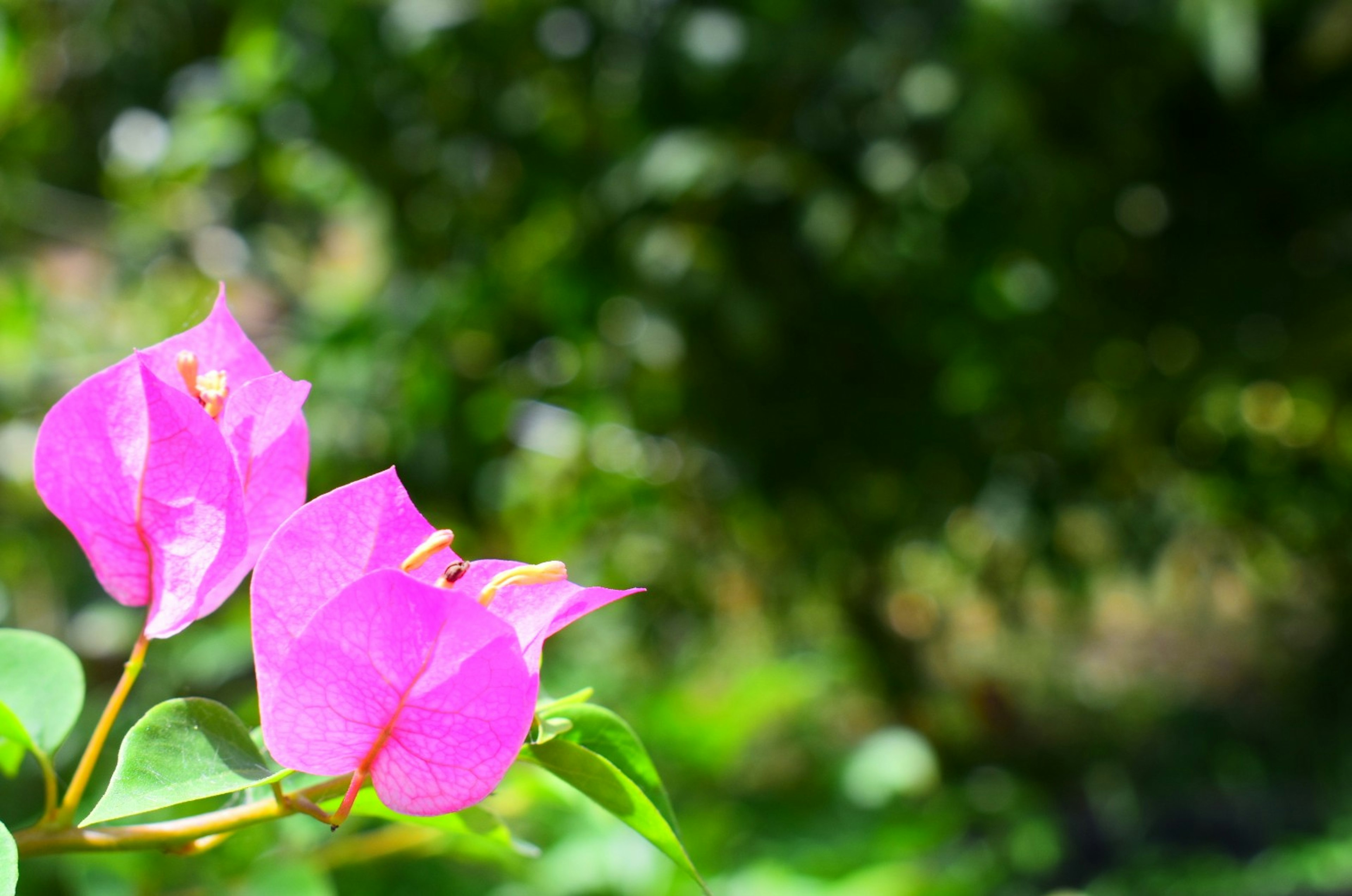 Vibrant pink bougainvillea flowers against a green background