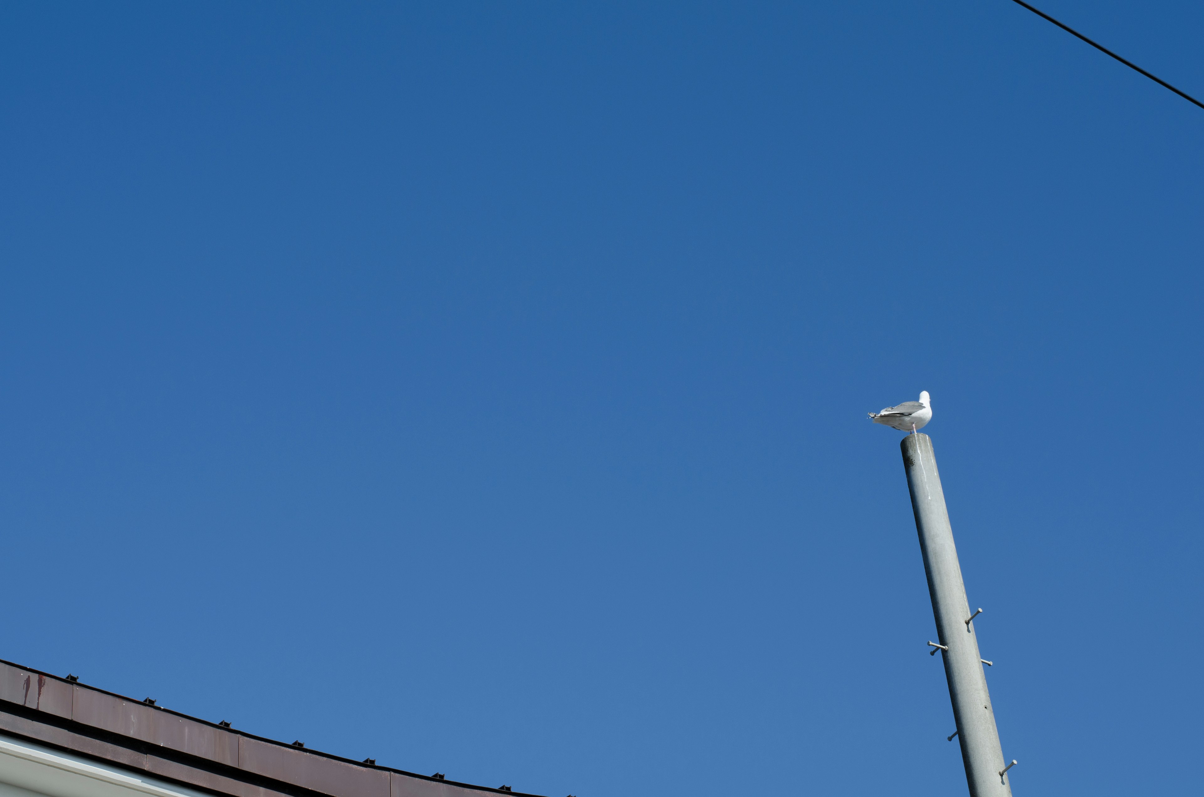 Seekor burung bertengger di atas tiang utilitas di bawah langit biru