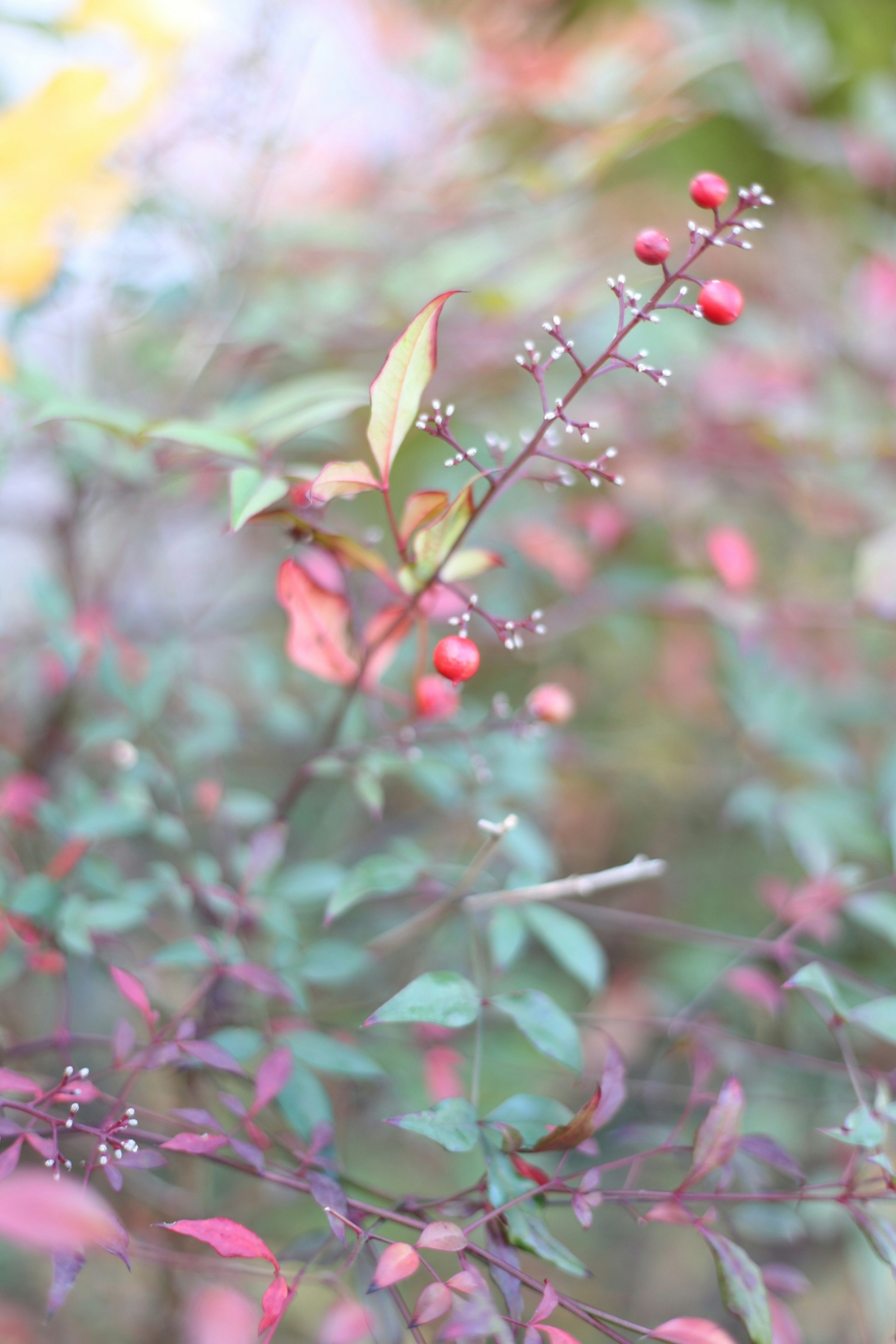 色づいた葉と赤い実をつけた植物のクローズアップ