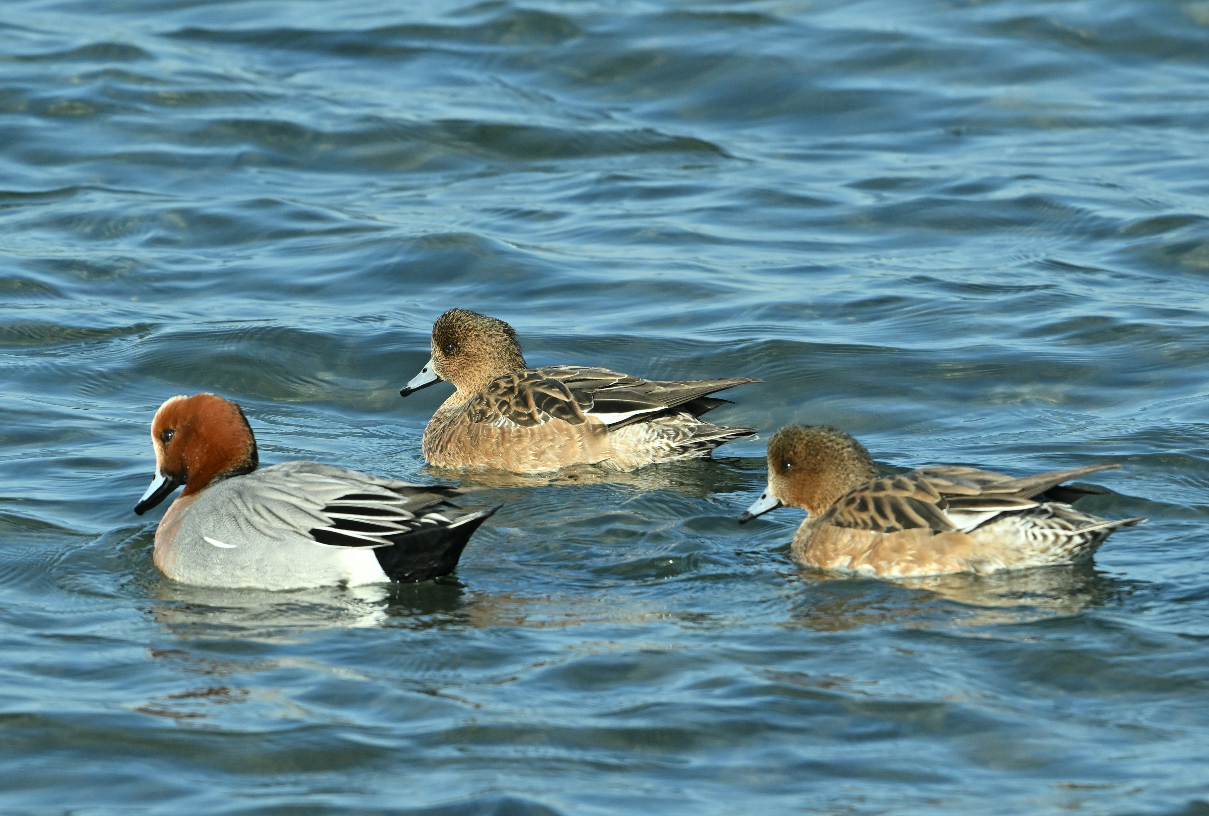 Ein männlicher und ein weiblicher Eurasischer Wigeon schwimmen auf dem Wasser