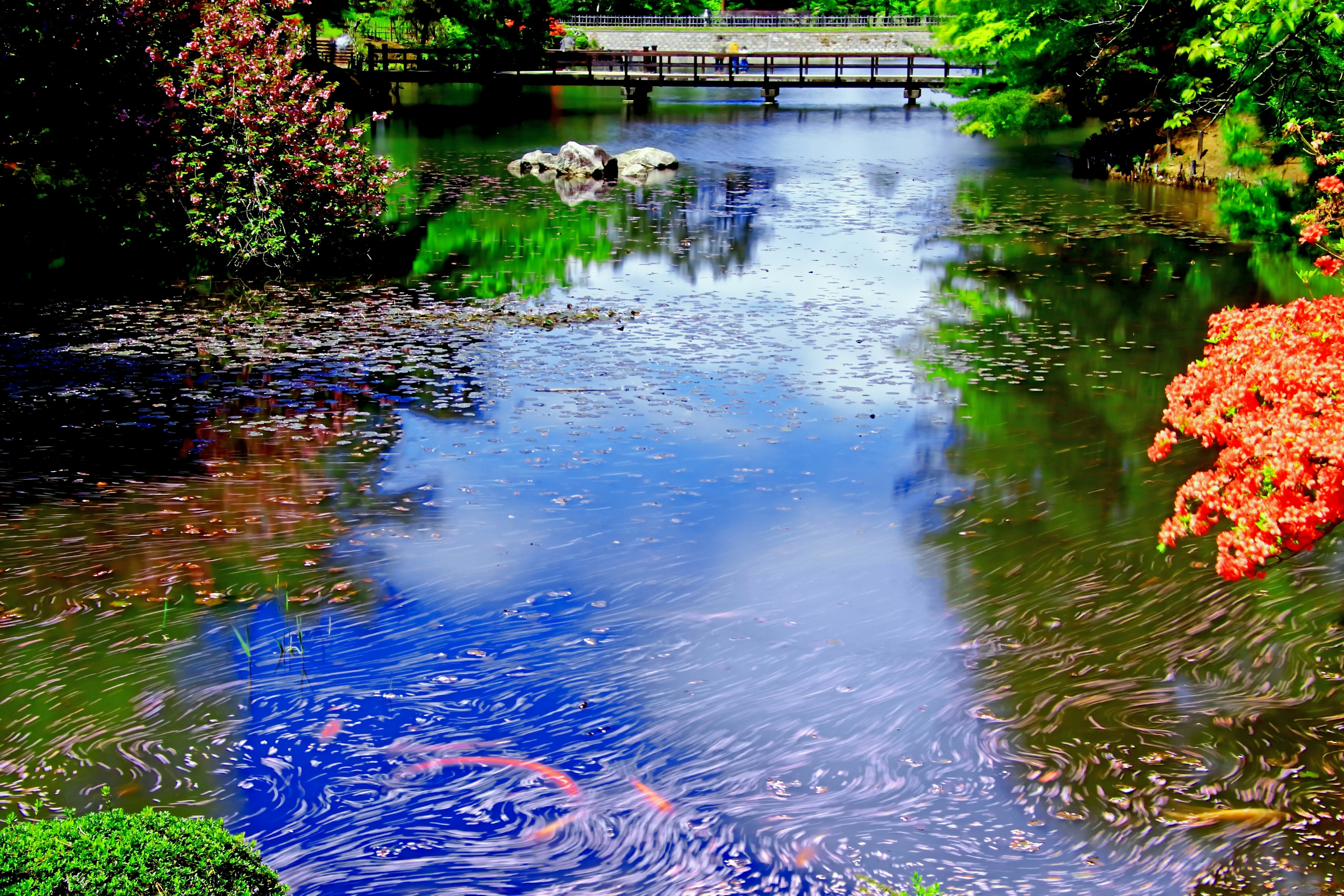 Uno stagno sereno con piante colorate e un ponte in legno