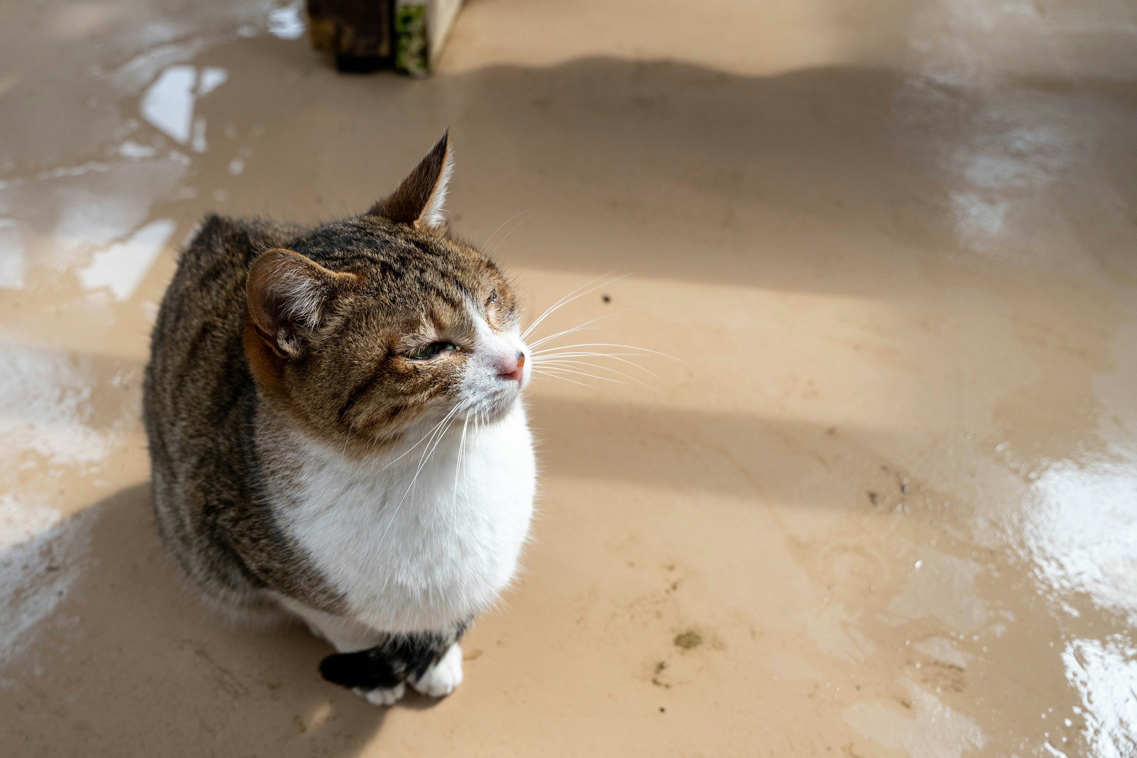 日差しを浴びている猫の横顔が見える