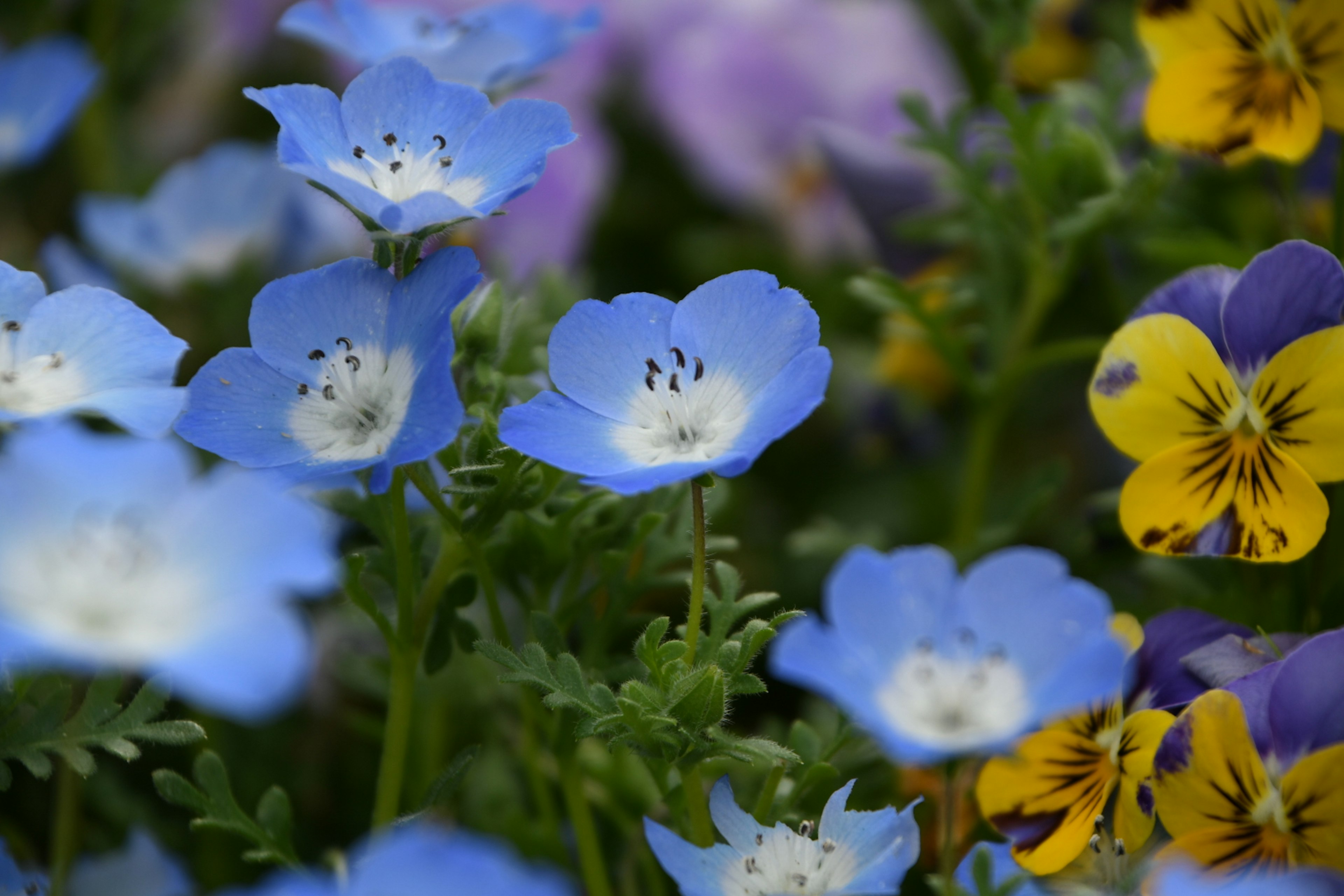 青色の花と紫色の花が混在する美しい庭のシーン