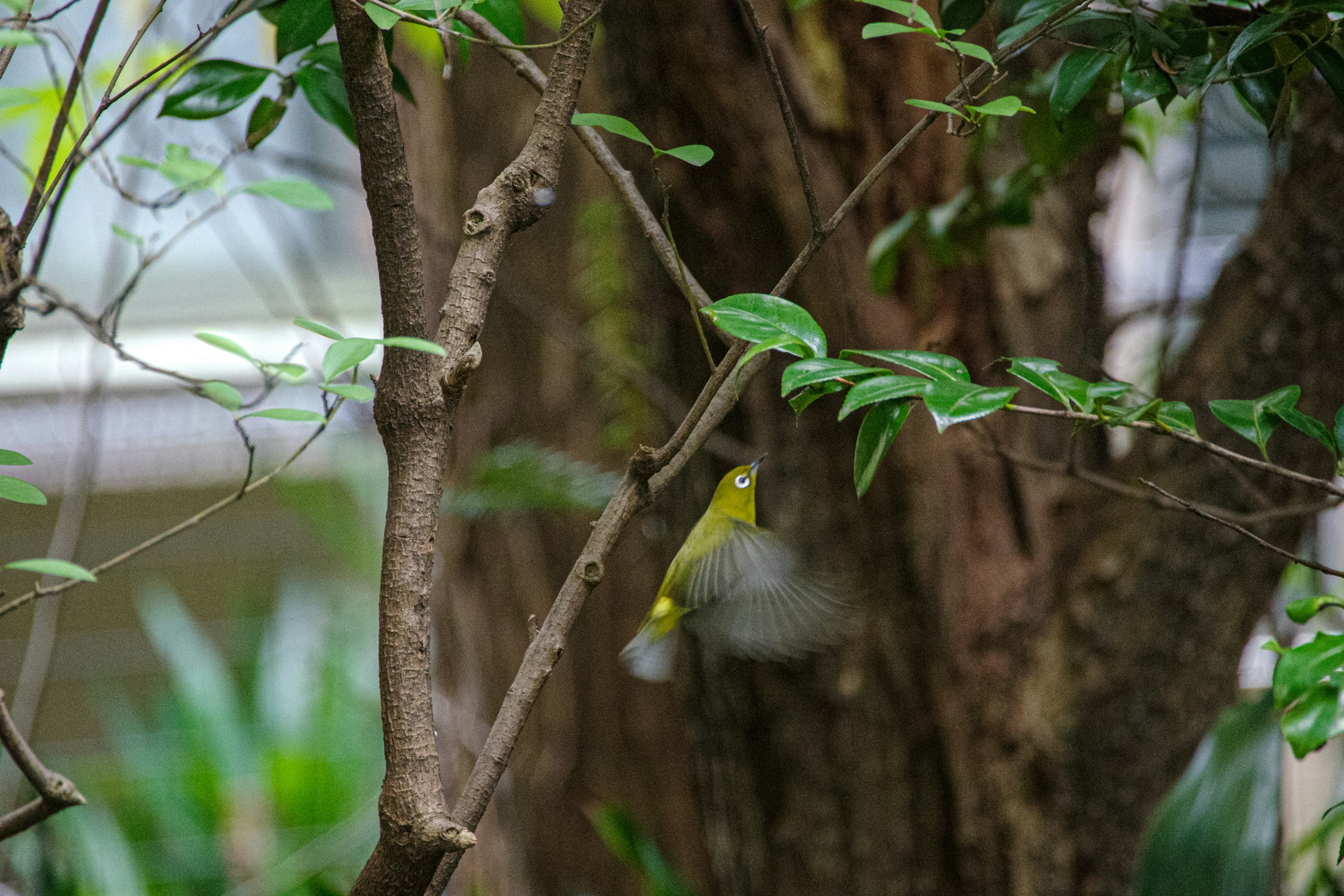 Ein kleiner gelber Vogel sitzt auf einem Zweig, umgeben von grünen Blättern