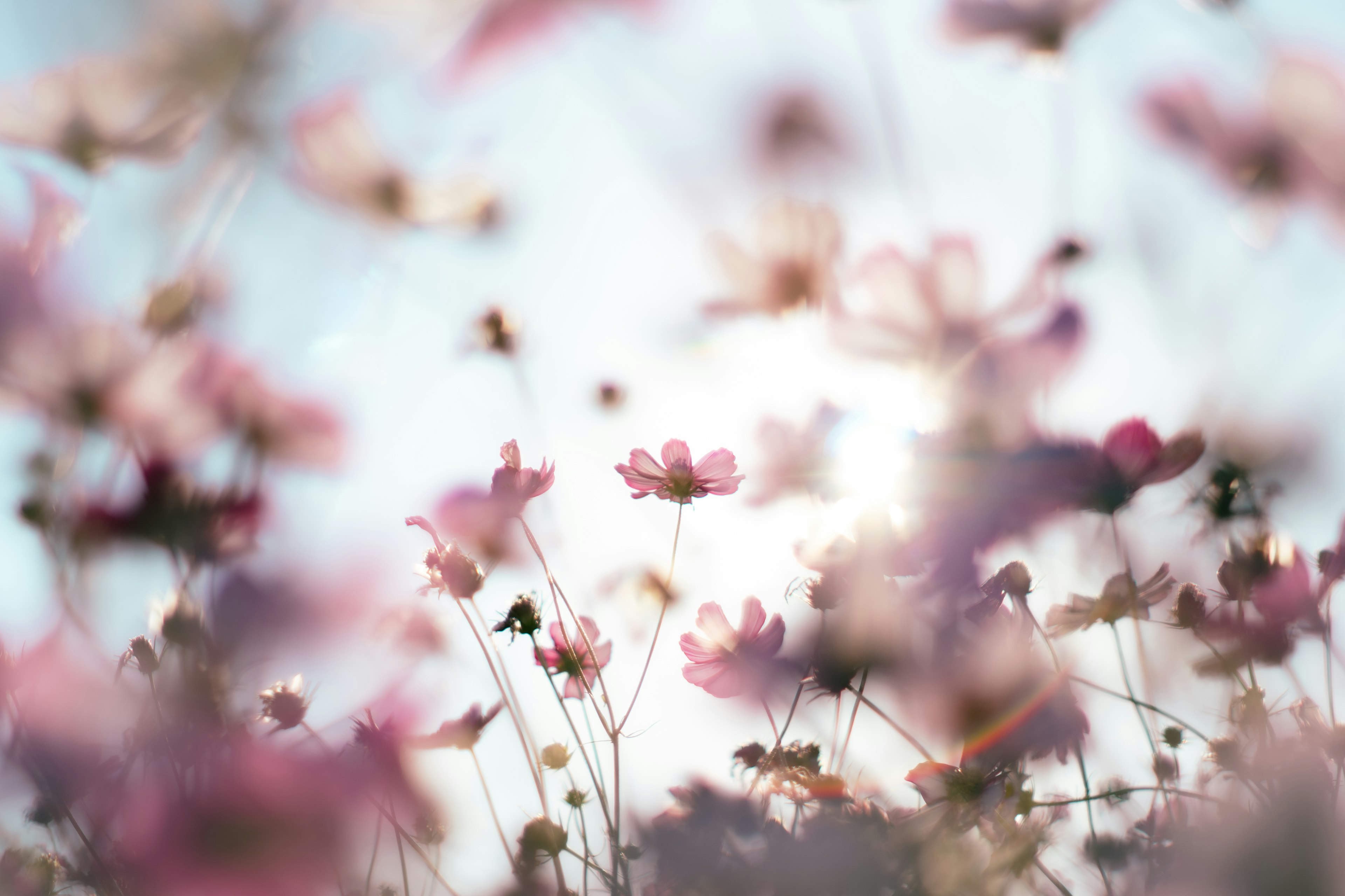 Softly colored flowers blooming with blue sky and sunlight in the background