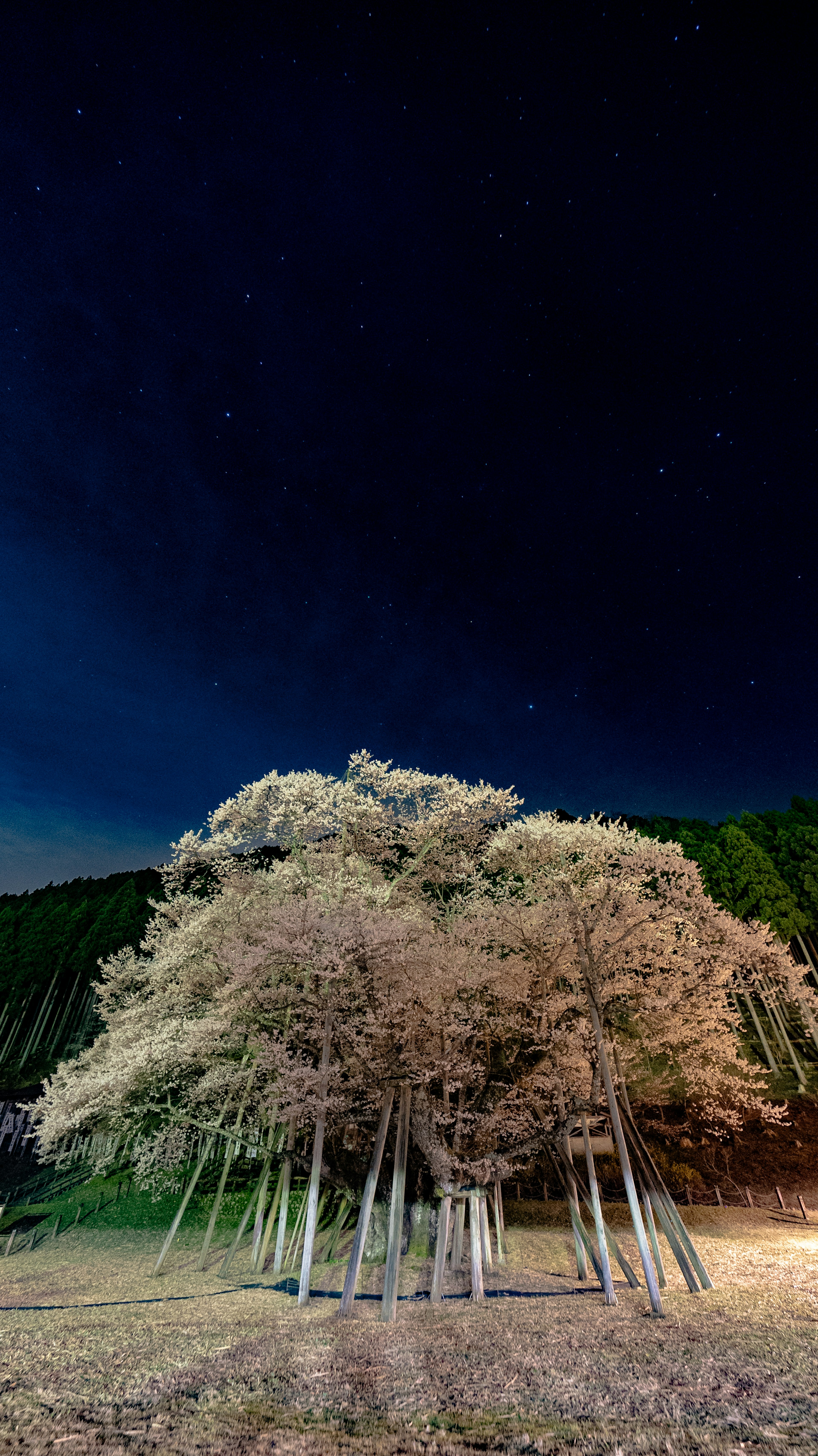 夜空の星の下に立つ白い木の集まり