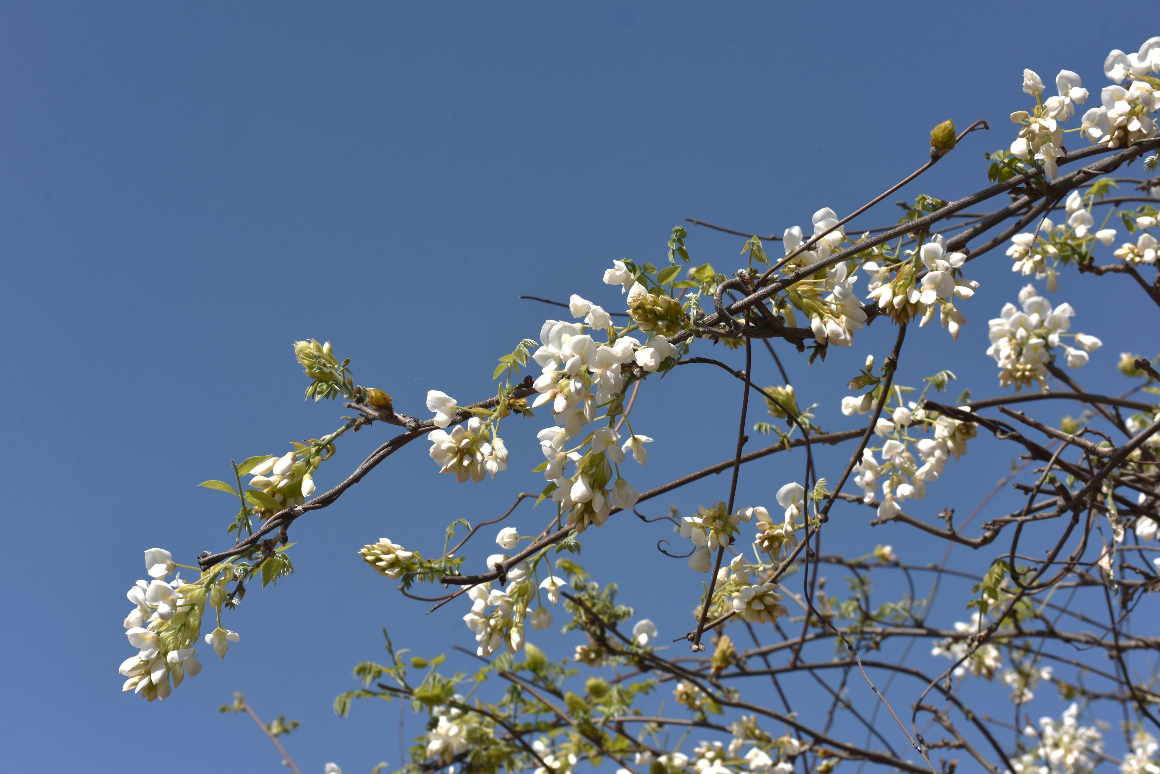 Zweige mit weißen Blumen vor einem blauen Himmel