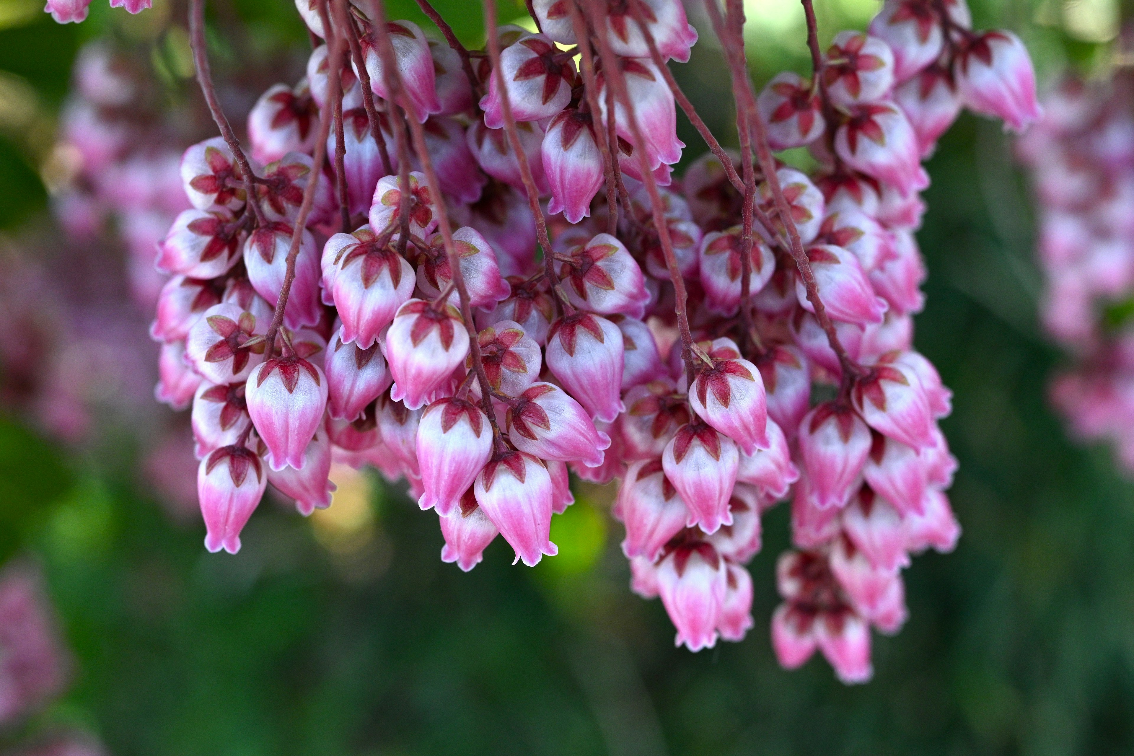 Primo piano di fiori rosa a forma di campana appesi a grappoli