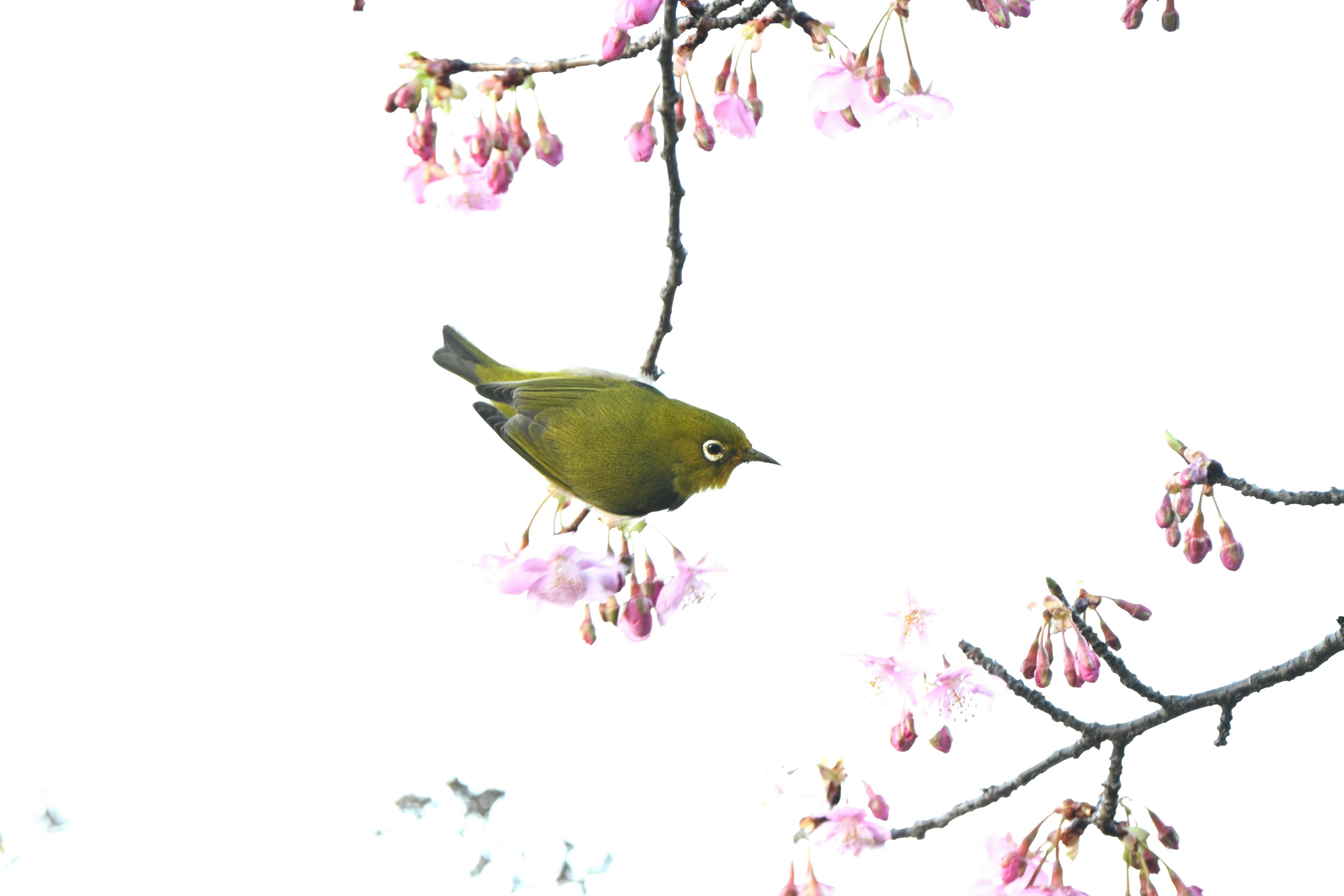 Kleiner grüner Vogel zwischen Kirschblüten