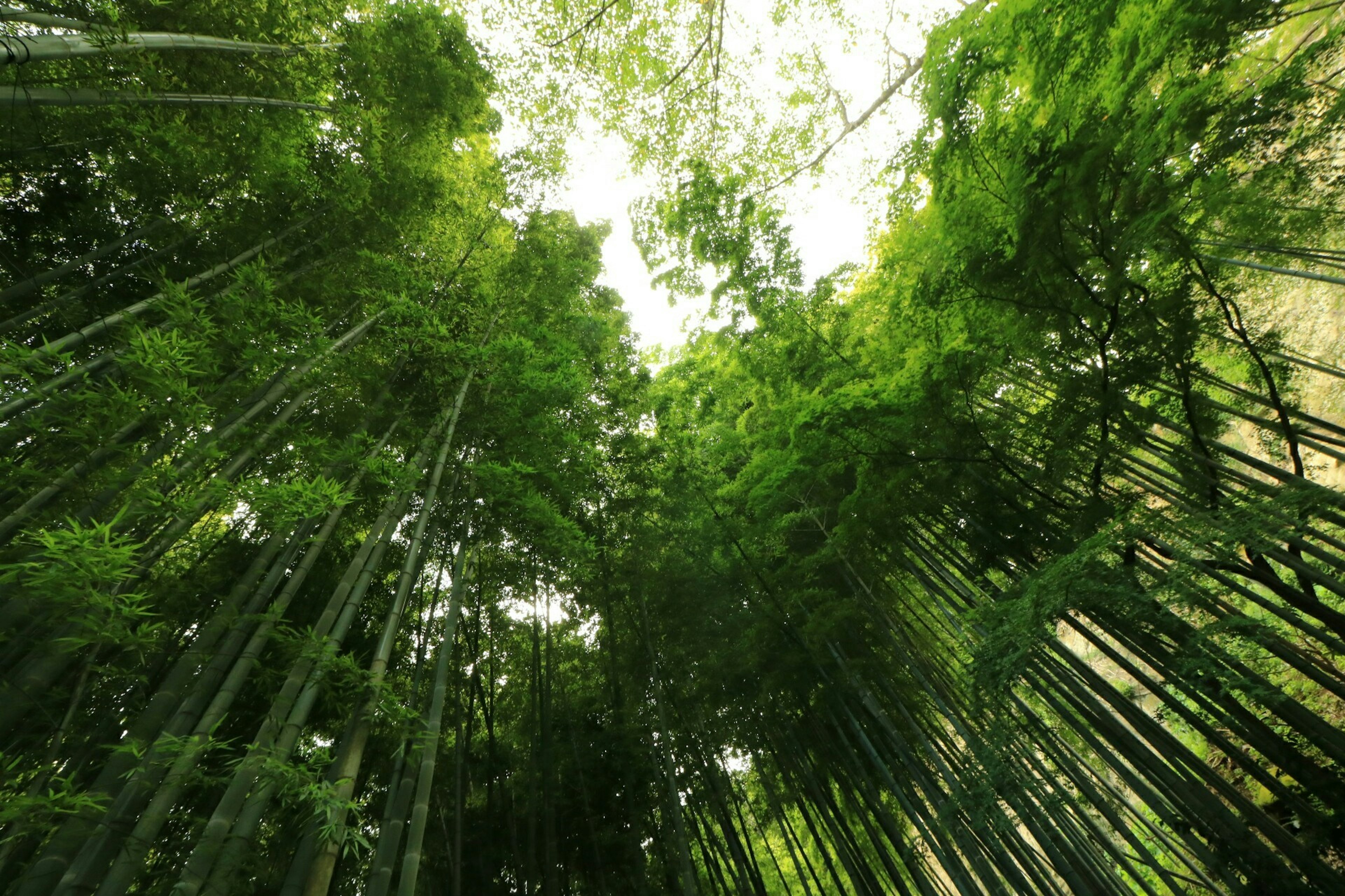 View looking up into a dense bamboo forest with vibrant green leaves