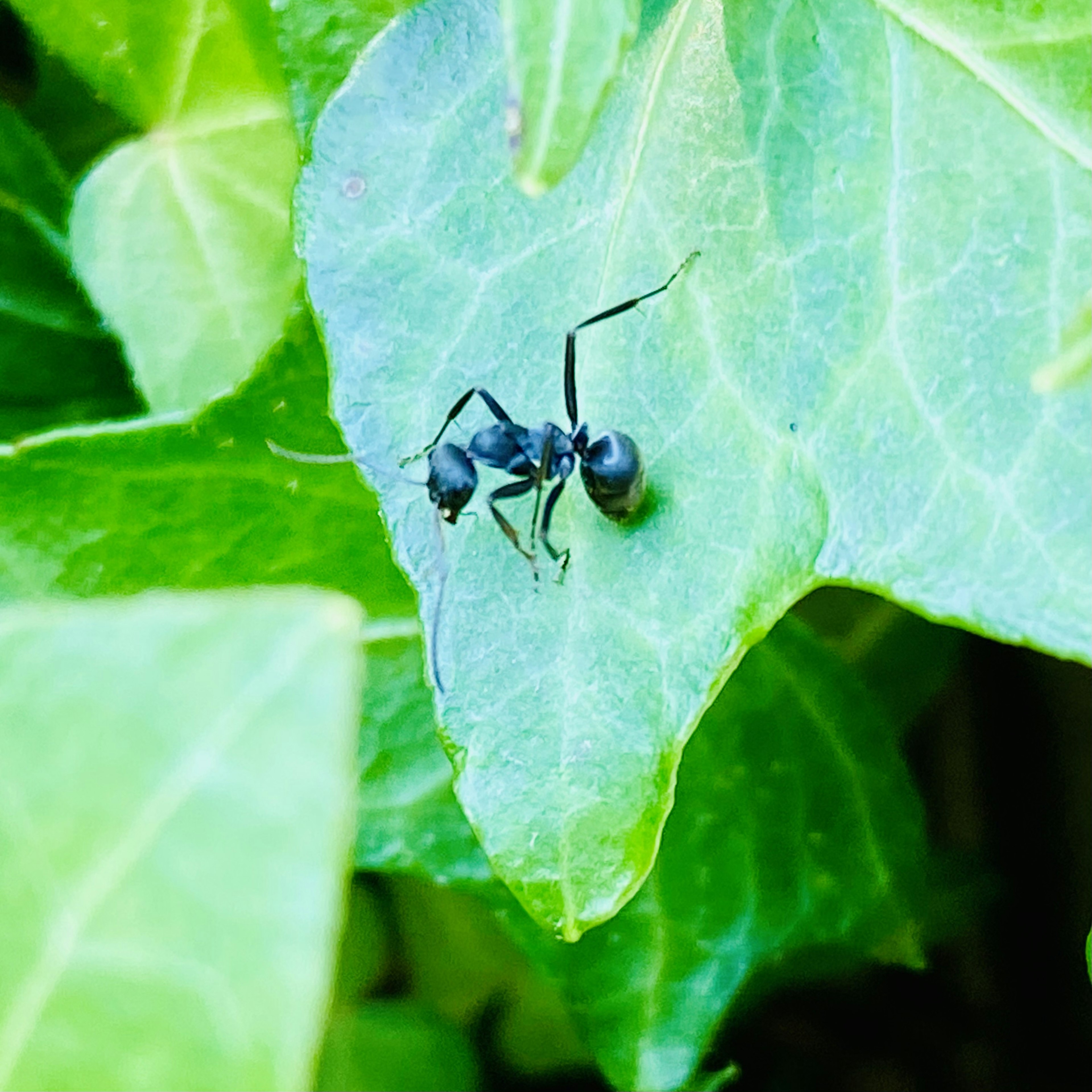 Fourmi noire sur une feuille verte