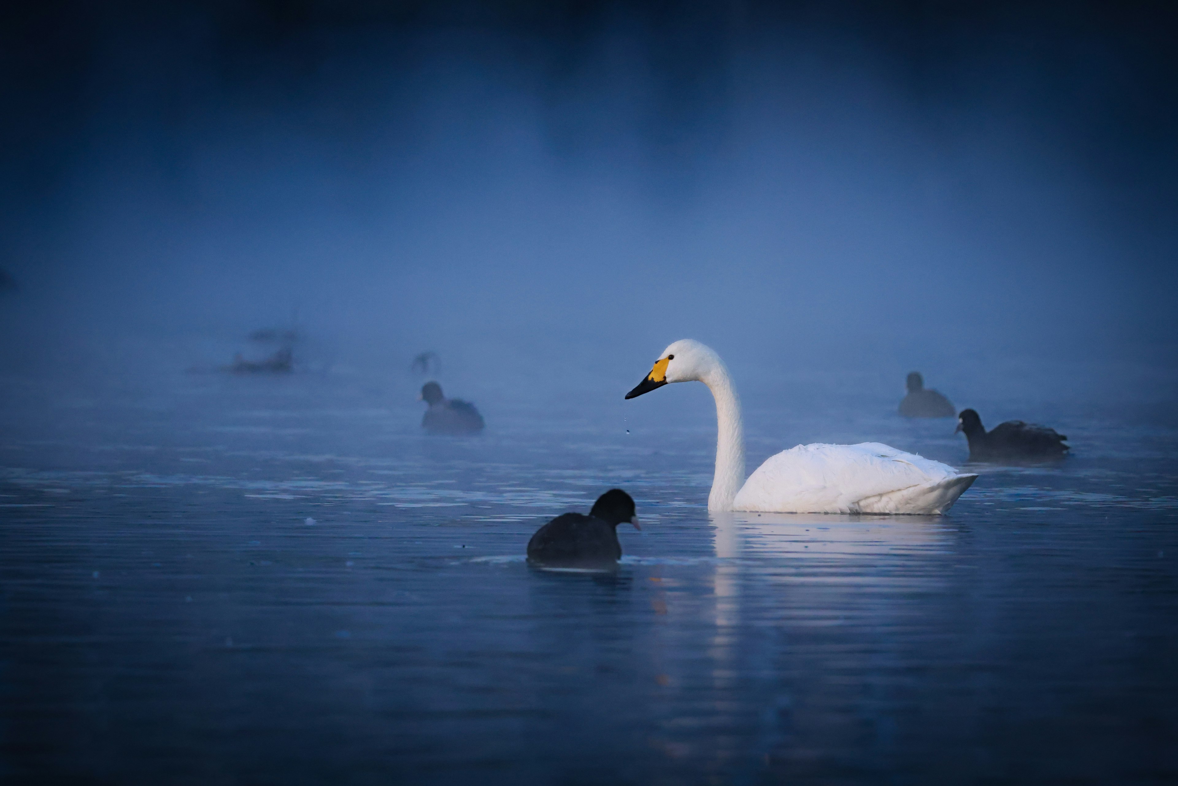 Un cygne nageant dans une eau brumeuse entouré de canards