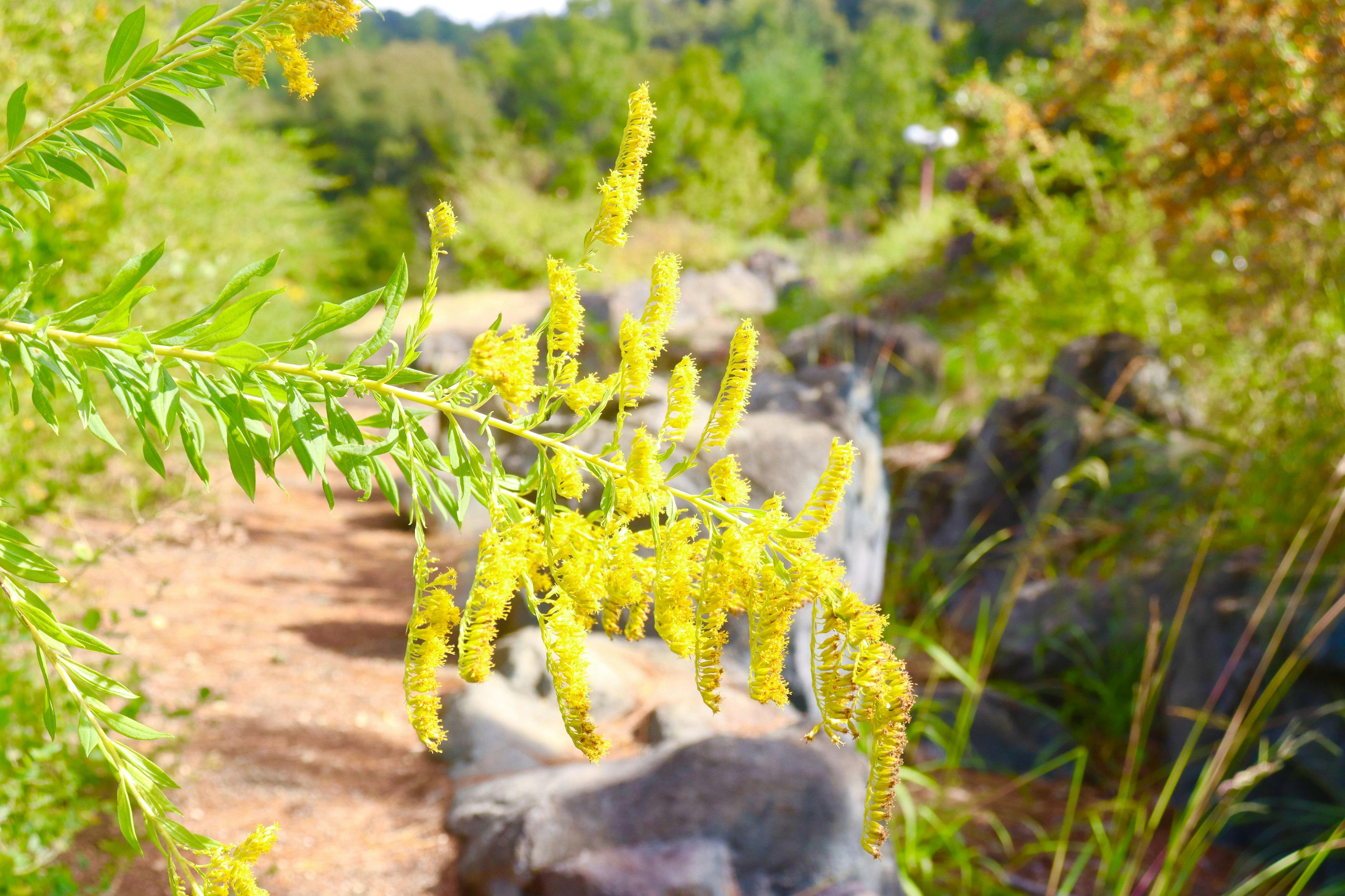 小道の近くに咲く黄色い花を持つ植物のクローズアップ