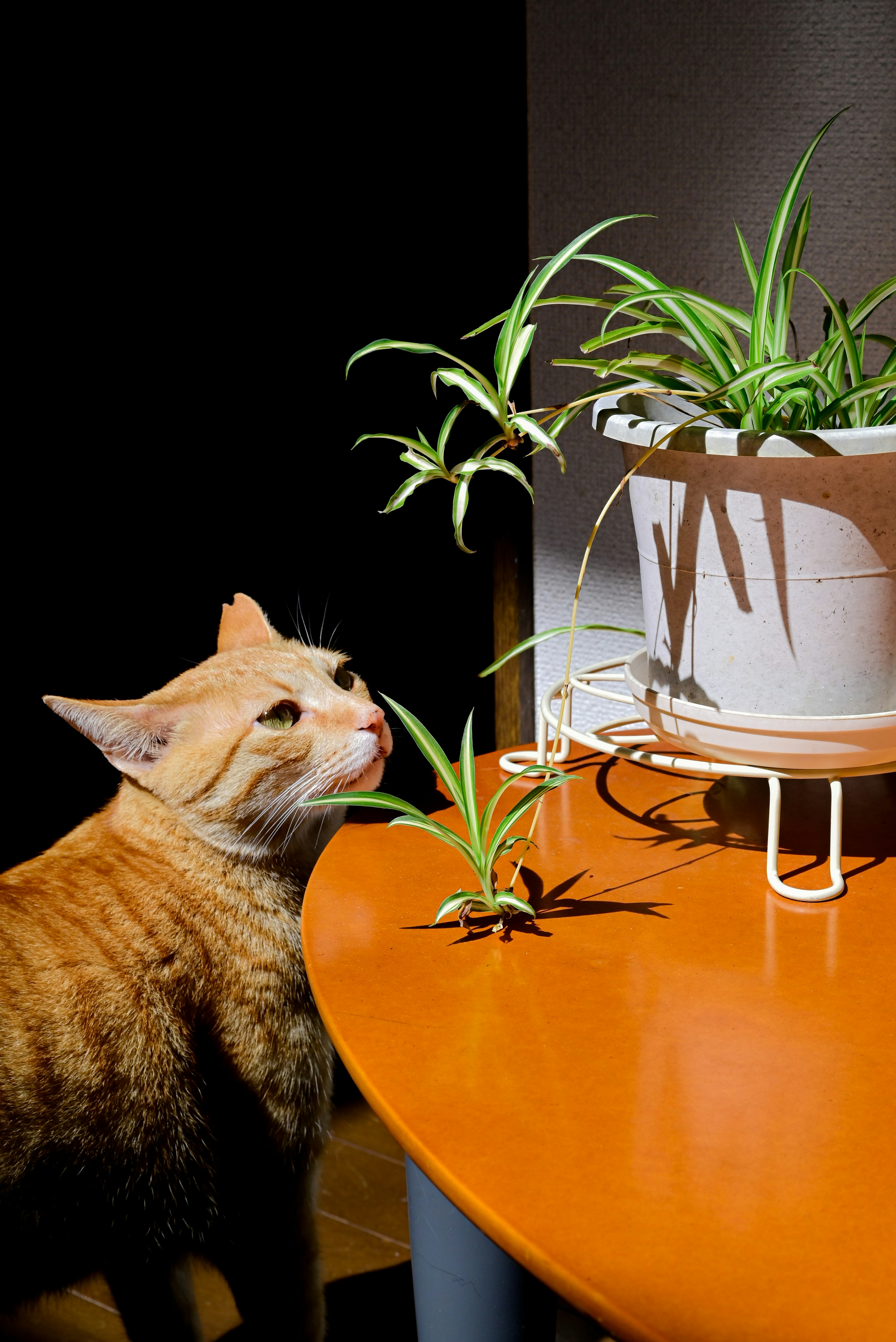 一只橙色的猫在观察桌子上的盆栽植物