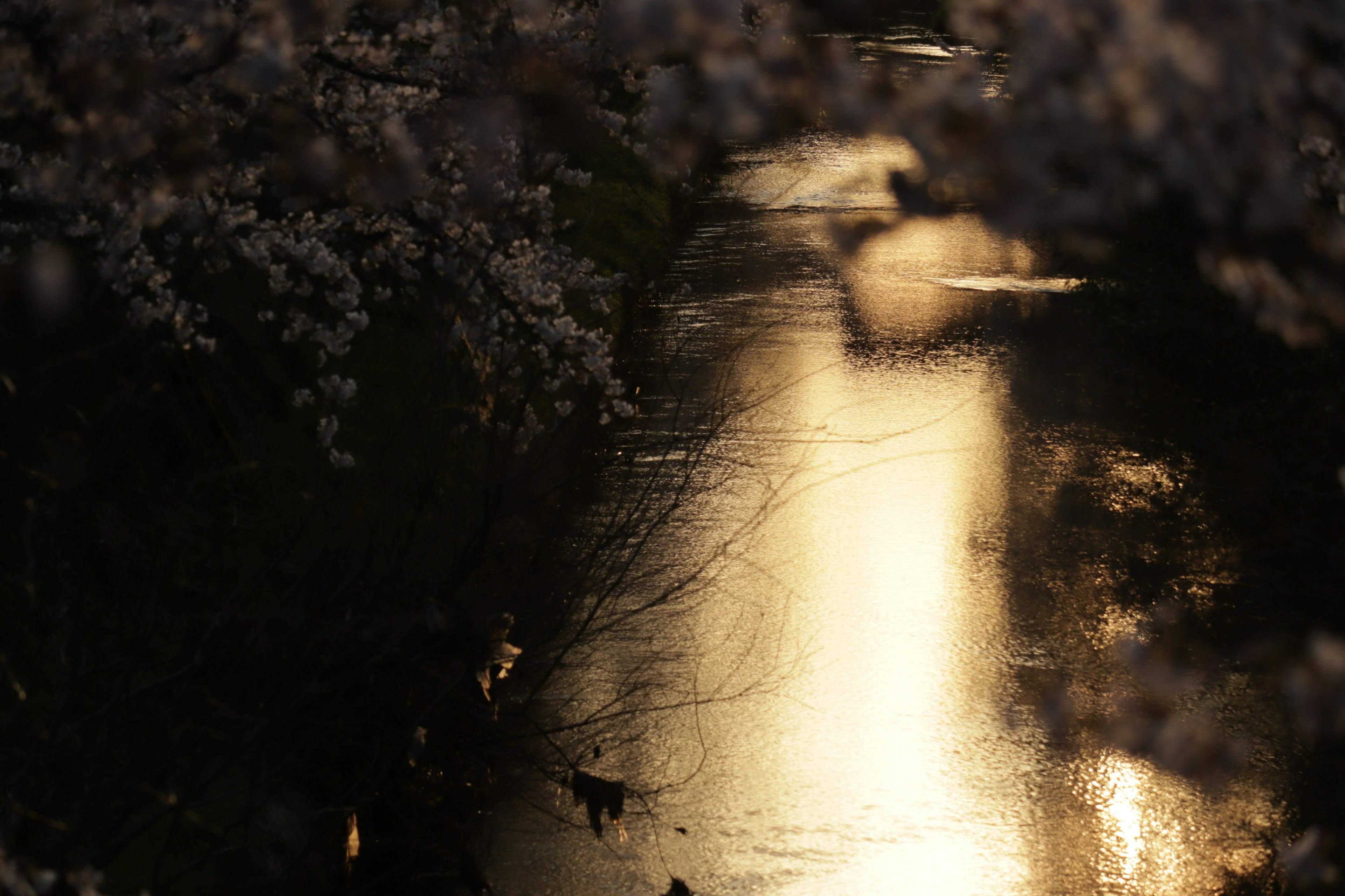 Lucciola dorata che si riflette su un fiume sotto i ciliegi in fiore