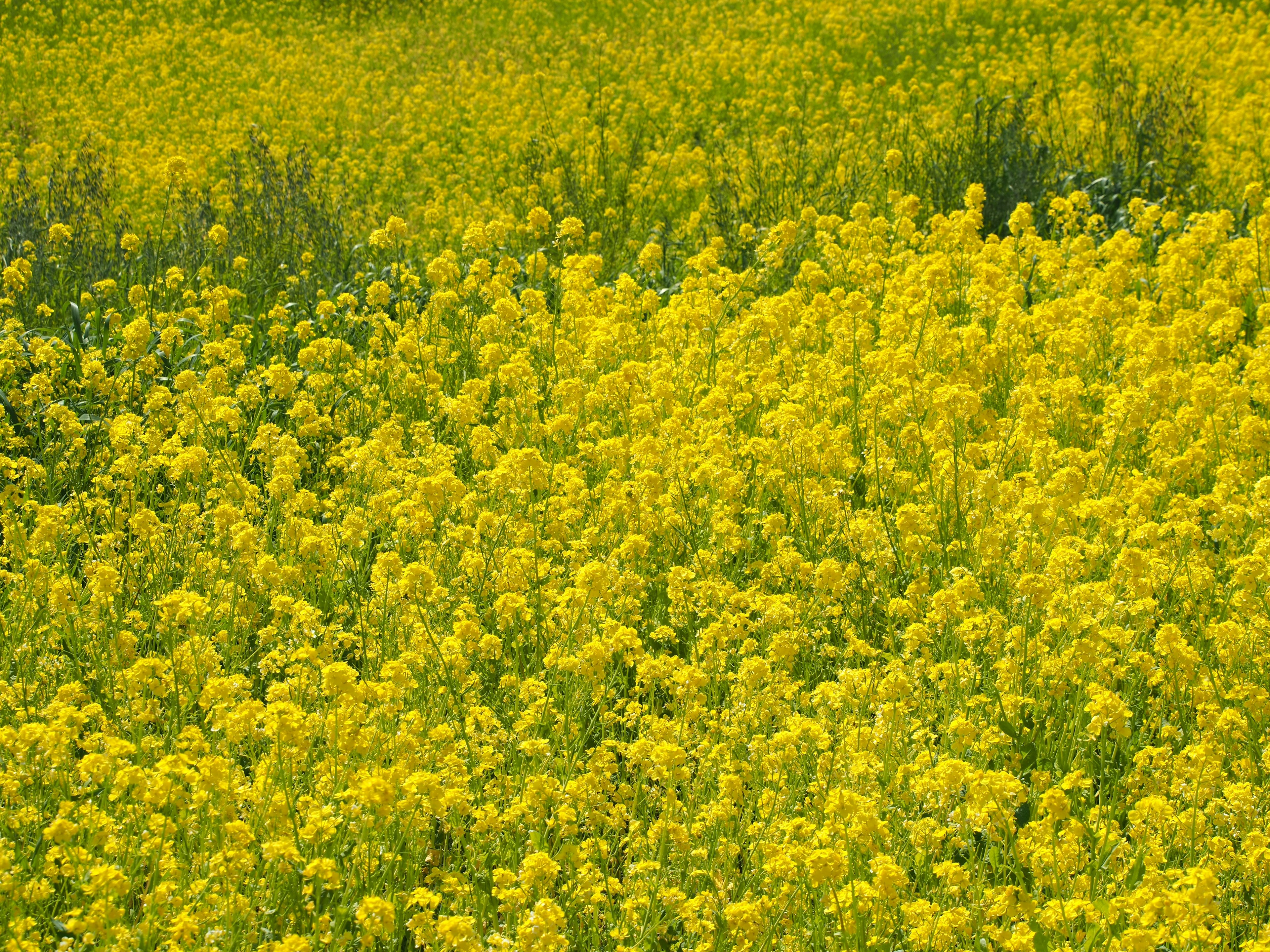 Campo vibrante de flores amarillas