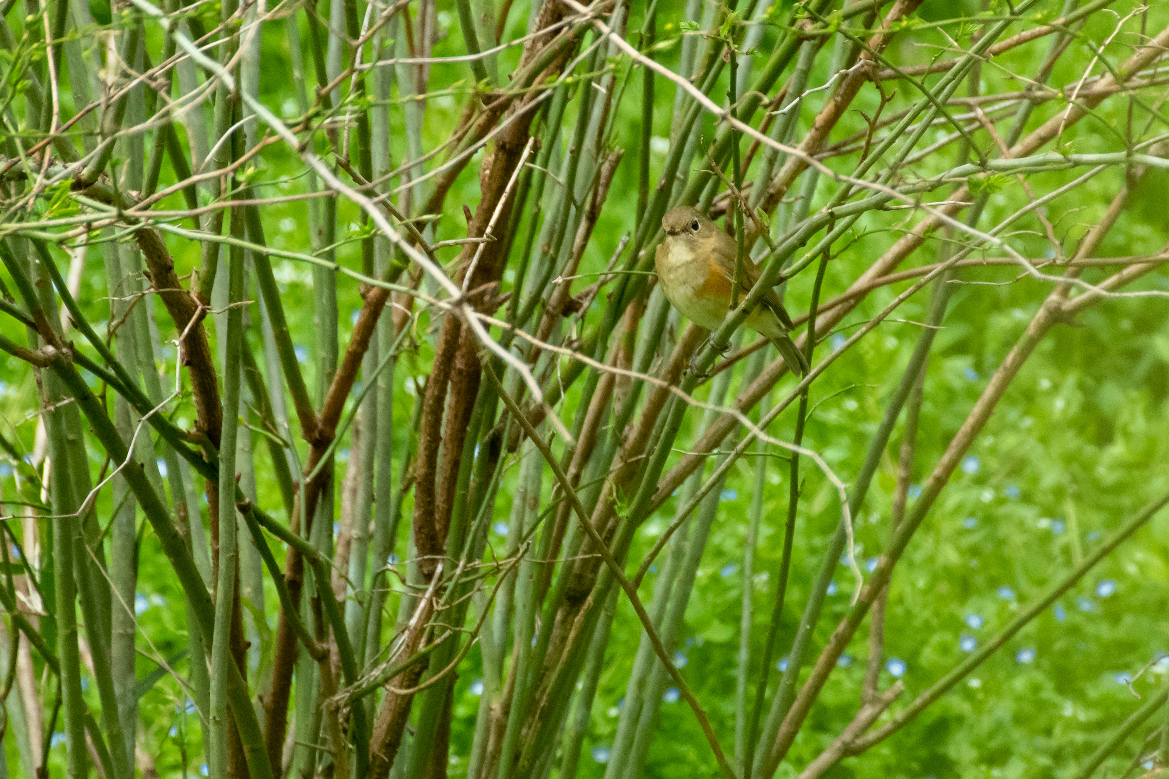 Ein kleiner Vogel, der sich zwischen dünnen Ästen in einem grünen Busch versteckt