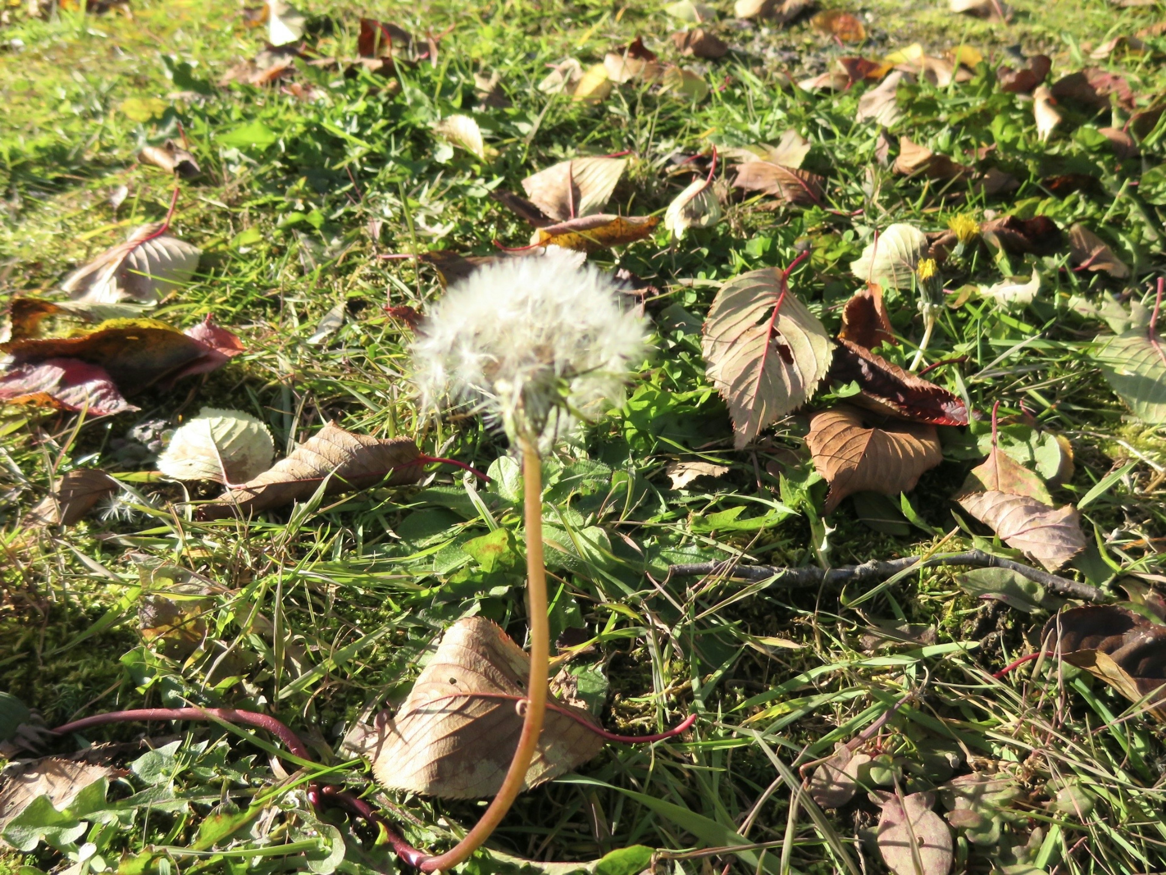 Dandelion puffball growing on the ground