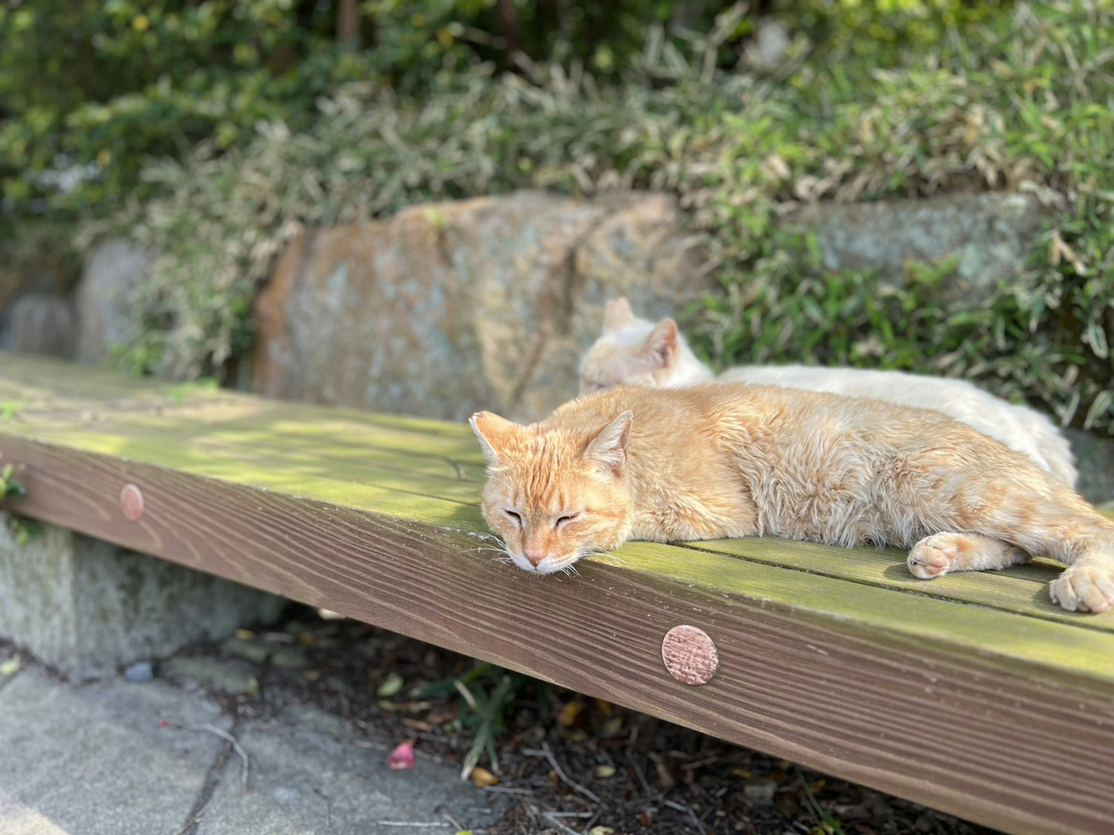 橙色猫和白色猫在木凳上休息