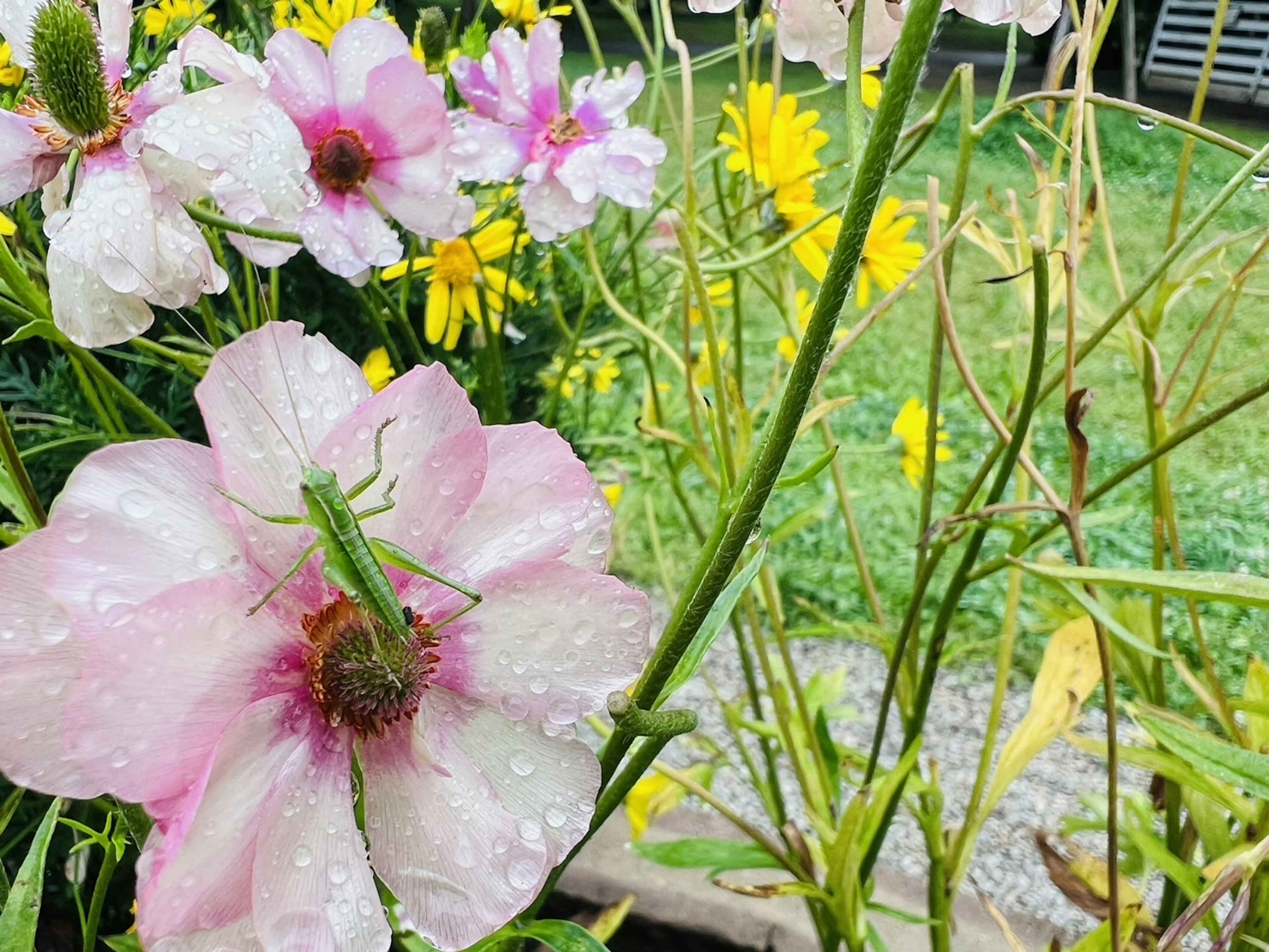 草花の中にいる緑色のバッタとピンクの花