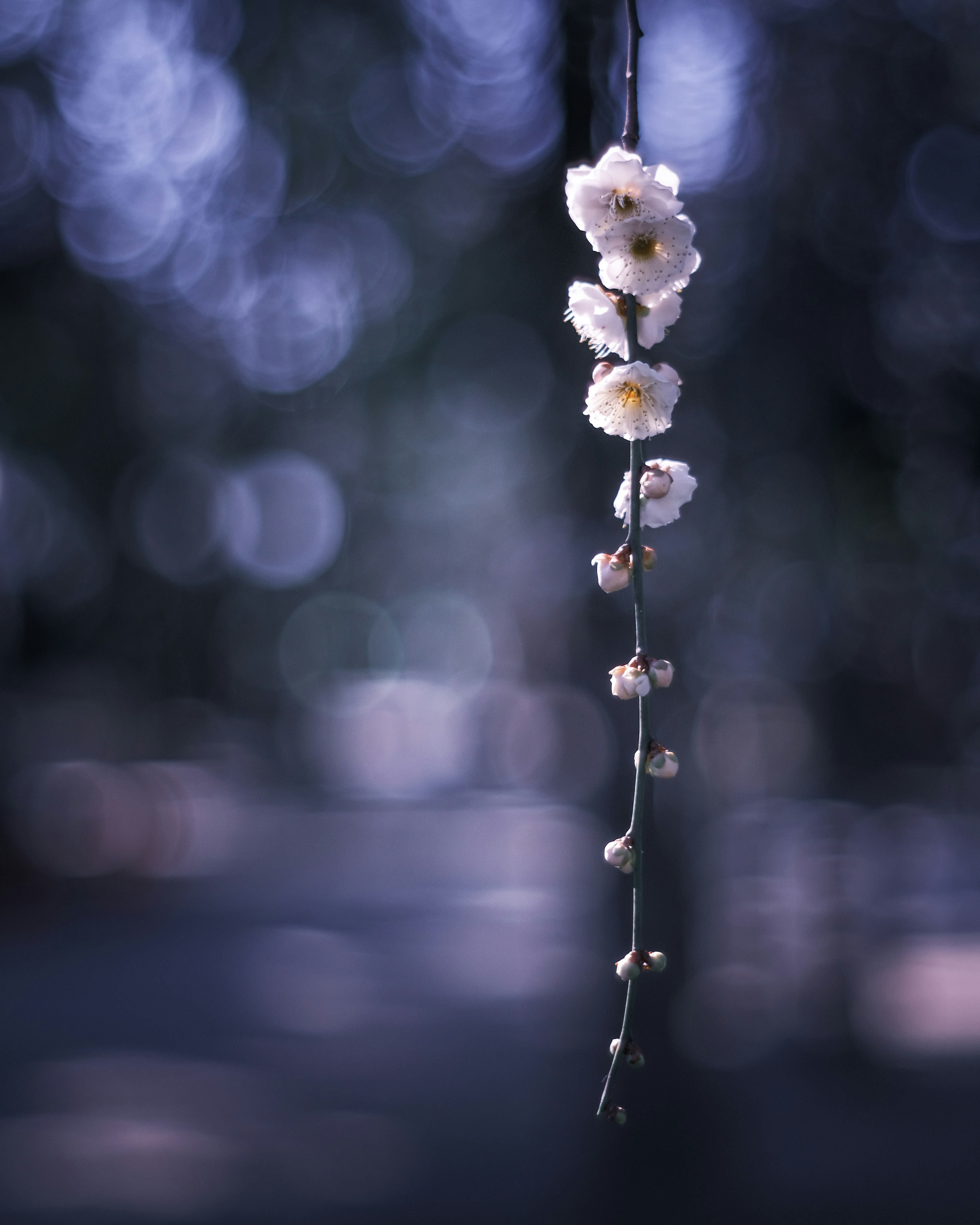 Ein schönes Bild von weißen Blumen, die vor einem blauen Hintergrund hängen