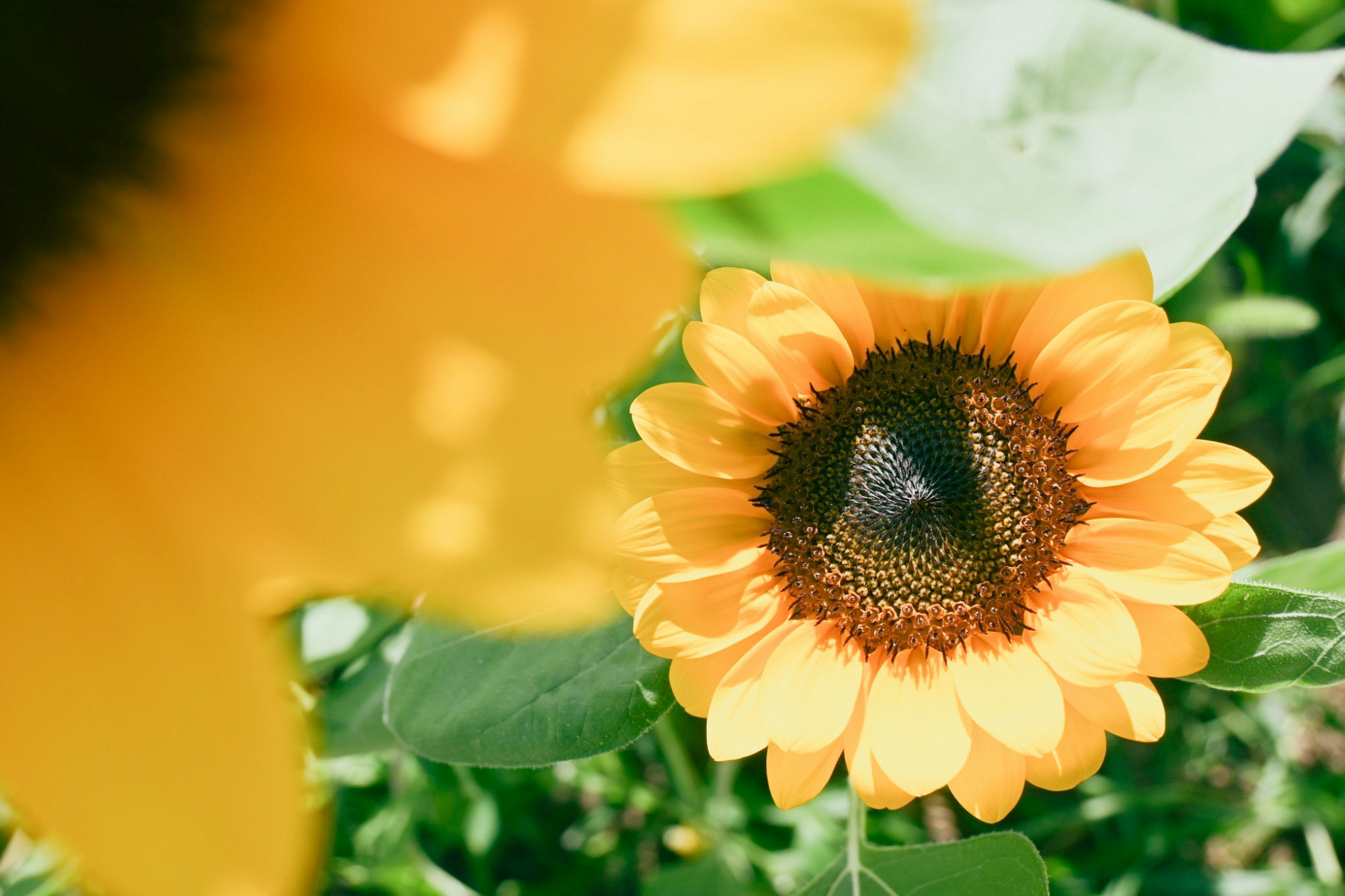 Primo piano di un girasole vibrante con un centro scuro circondato da petali gialli