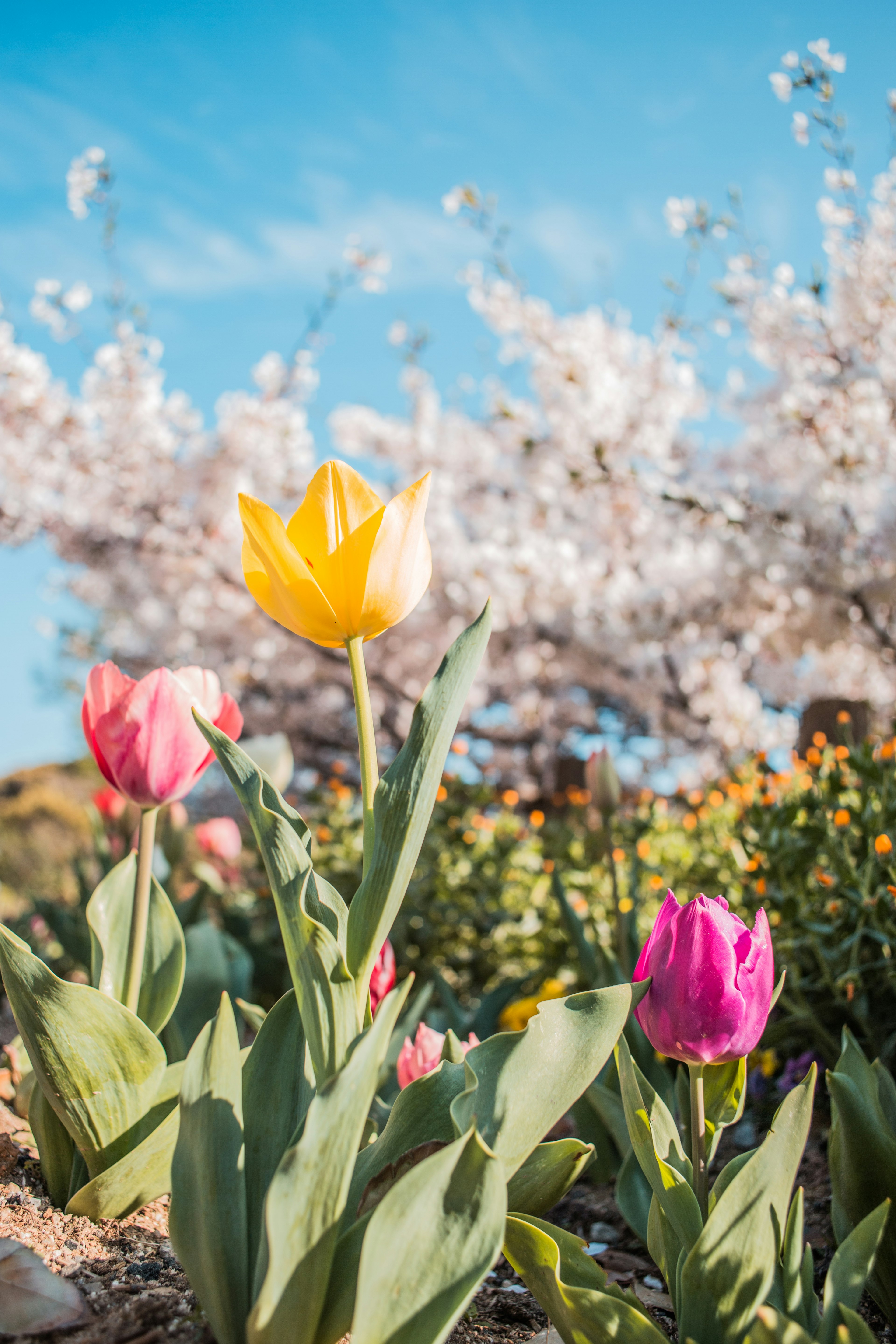 Bunte Tulpen blühen in einem Garten mit einem blühenden Kirschbaum