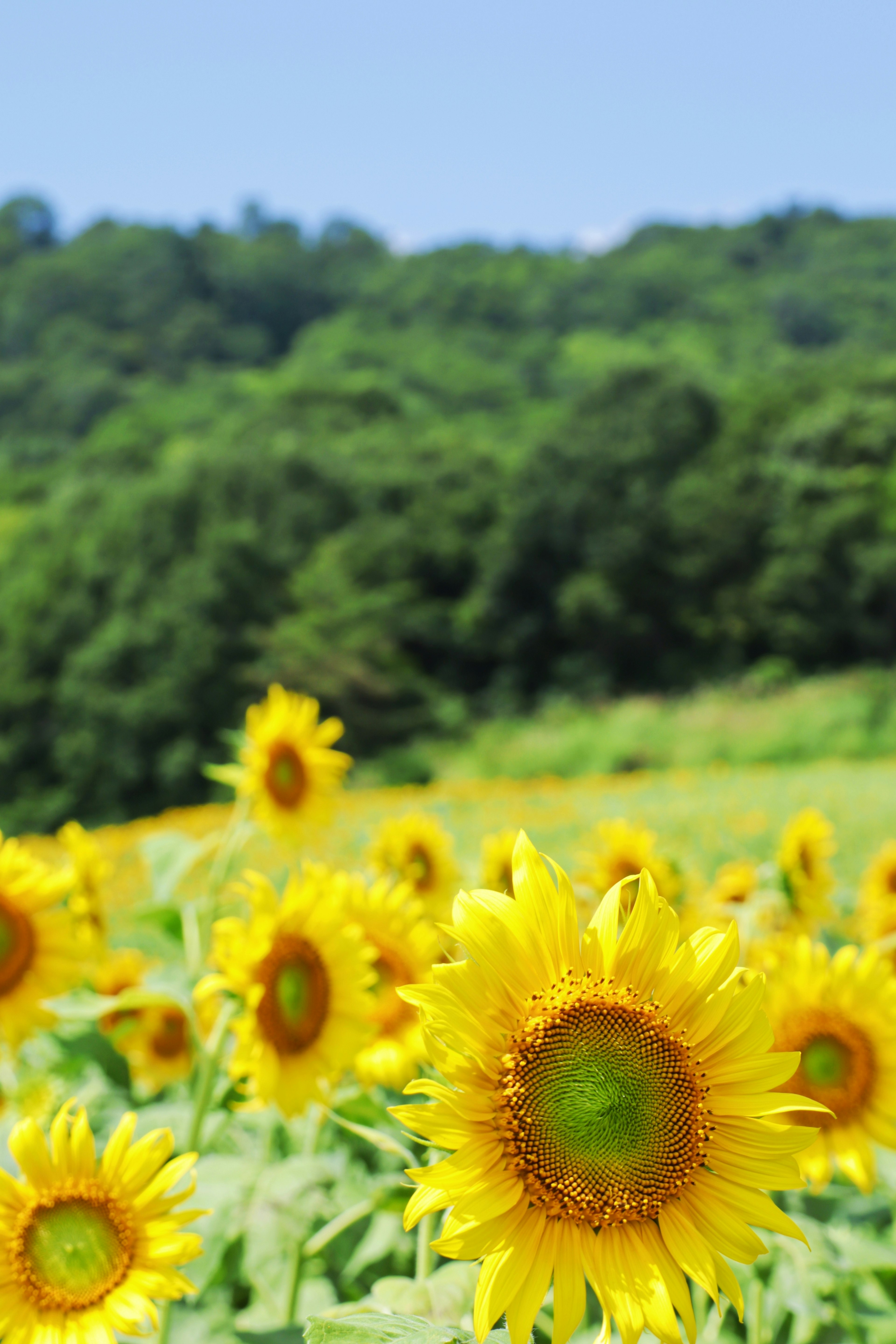 青空の下に広がるひまわり畑の鮮やかな花々