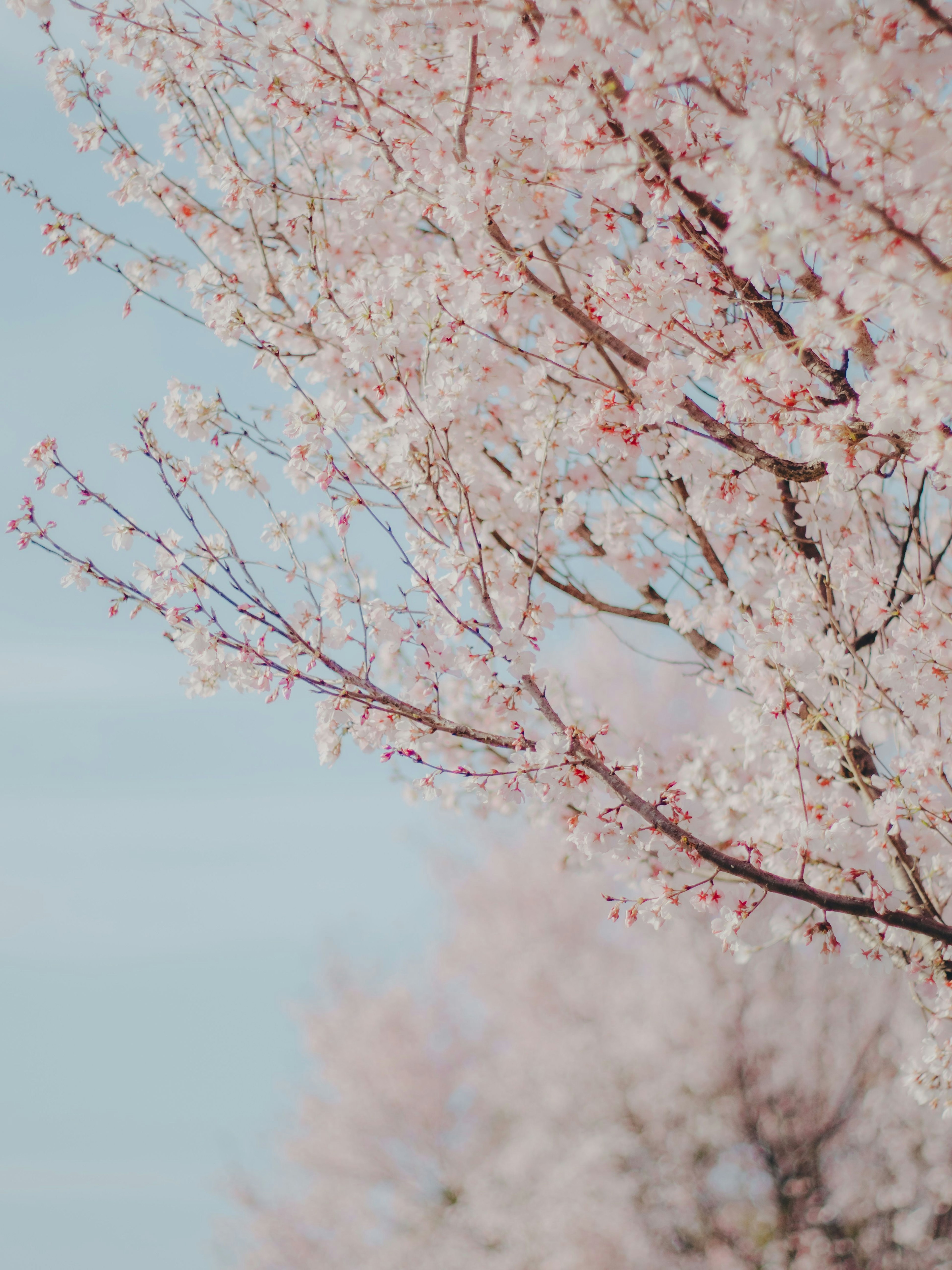 Gros plan sur des branches de cerisier en fleurs avec des fleurs roses sur fond de ciel bleu