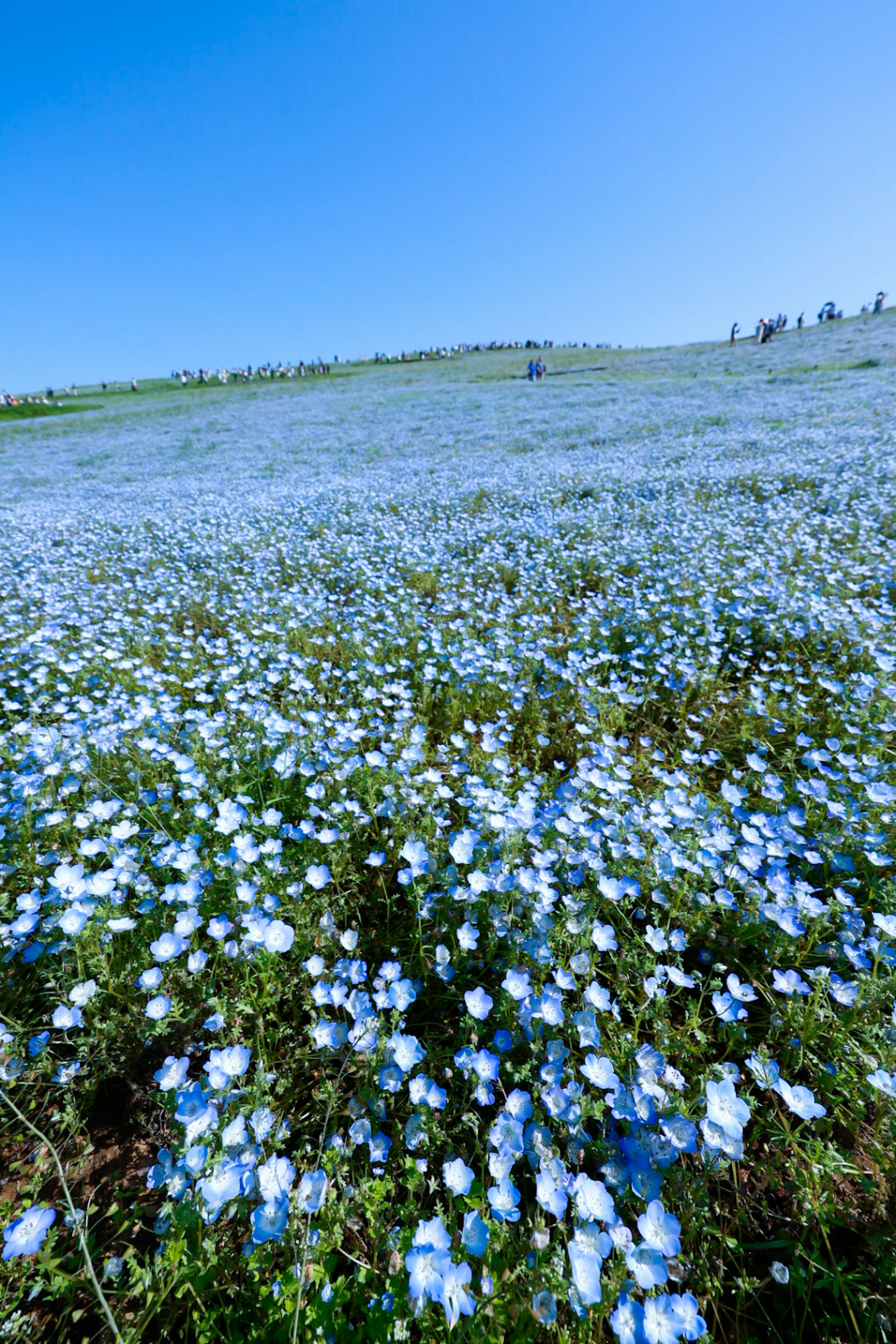 Un hermoso paisaje cubierto de flores azules