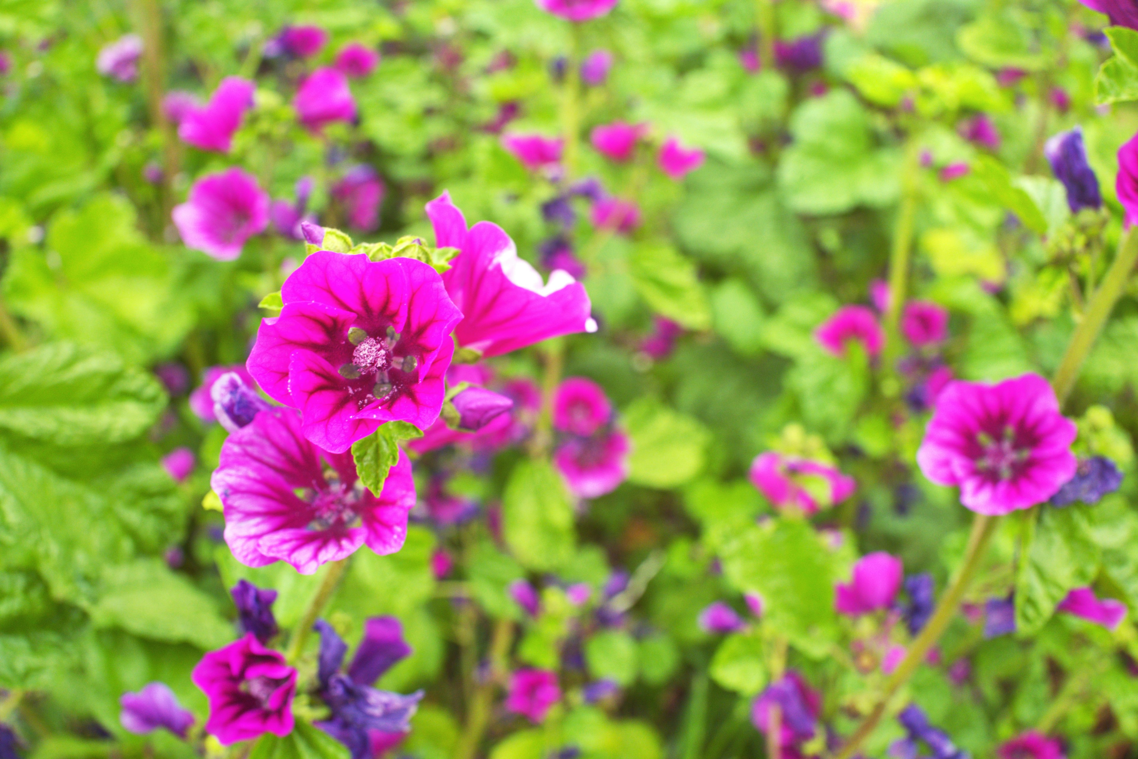 Vibrant pink flowers blooming among lush green leaves